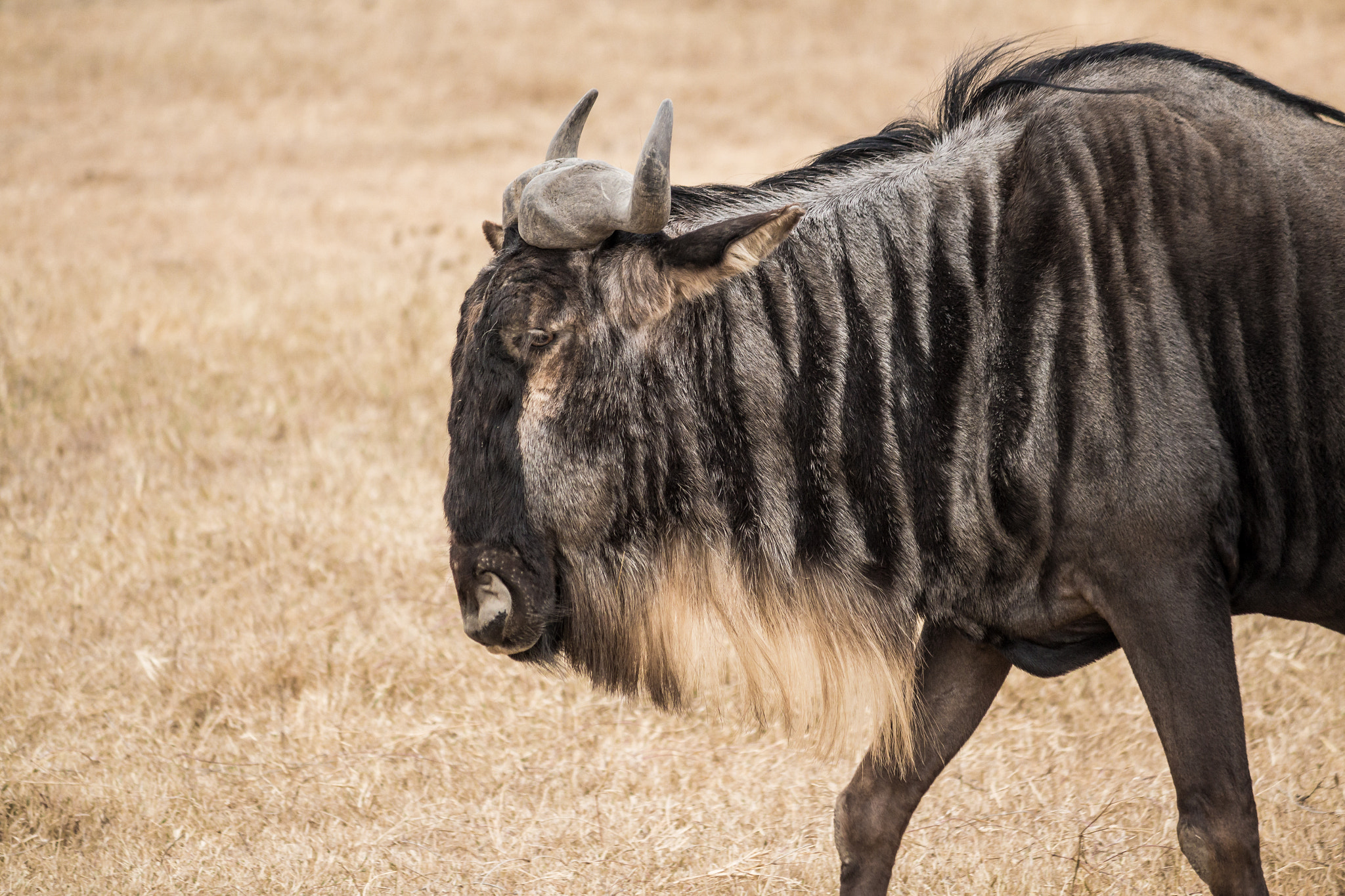 Canon EOS 650D (EOS Rebel T4i / EOS Kiss X6i) + Canon EF-S 55-250mm F4-5.6 IS sample photo. Wildebeest photography