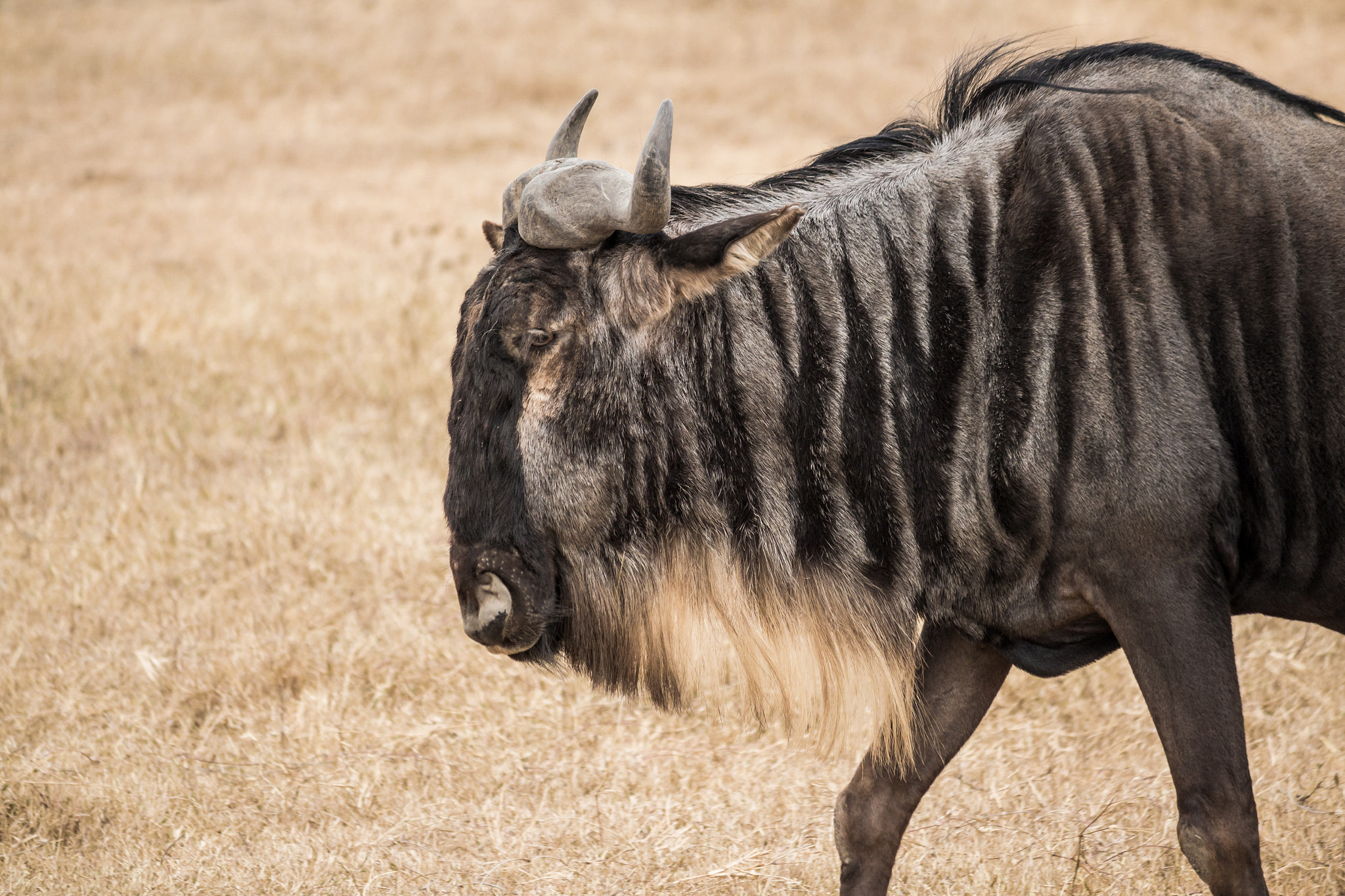 Canon EF-S 55-250mm F4-5.6 IS sample photo. Wildebeest photography