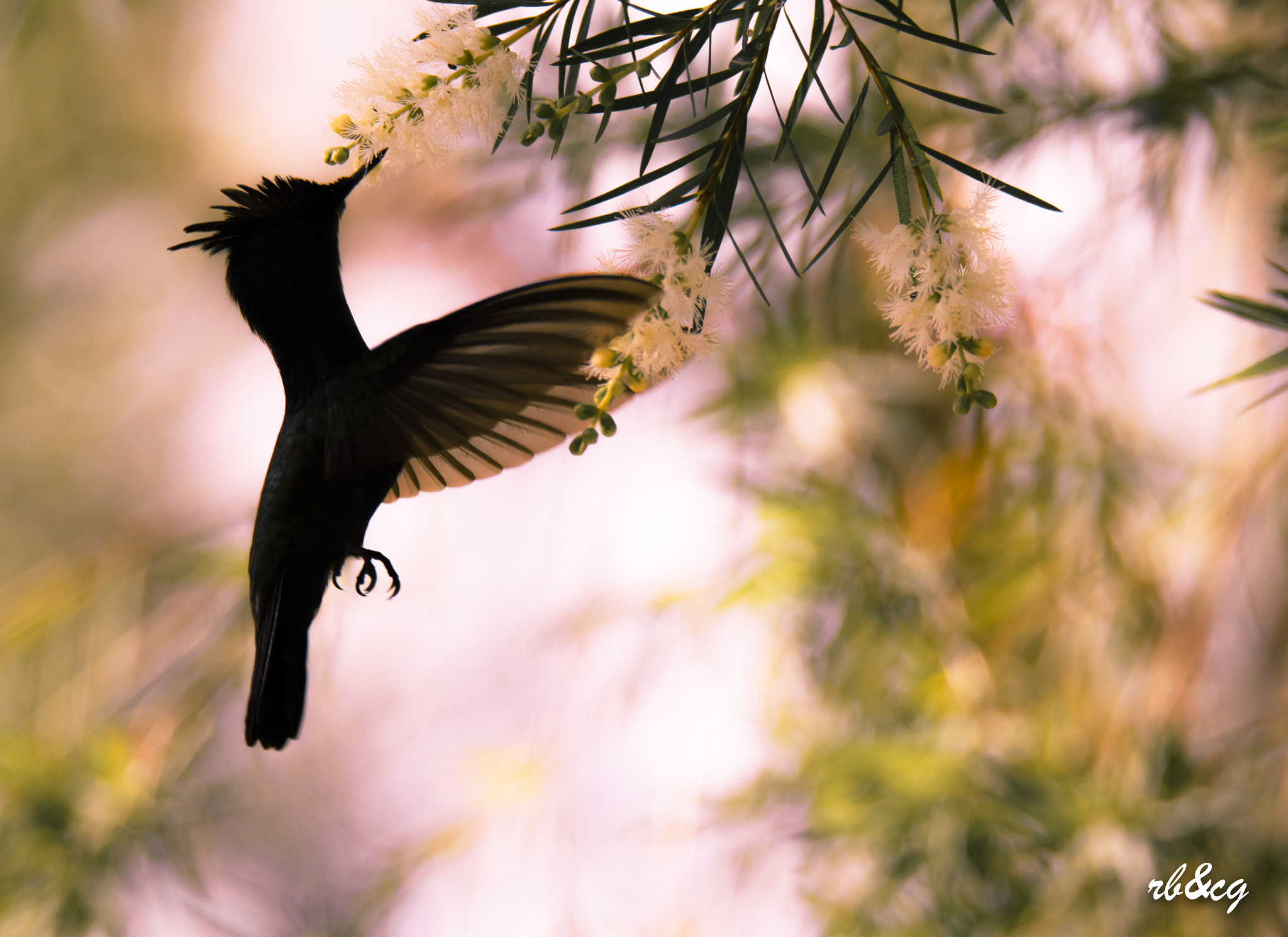Sigma 150-600mm F5-6.3 DG OS HSM | S sample photo. Hummingbirds in the sunset photography