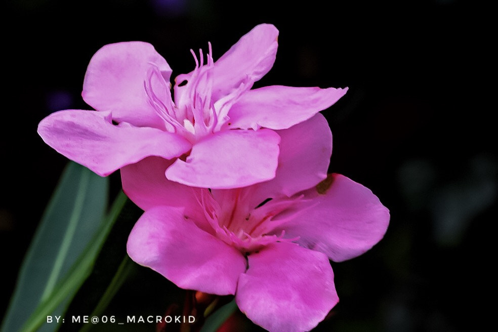 Canon EOS 100D (EOS Rebel SL1 / EOS Kiss X7) + Tamron SP AF 90mm F2.8 Di Macro sample photo. Pink photography