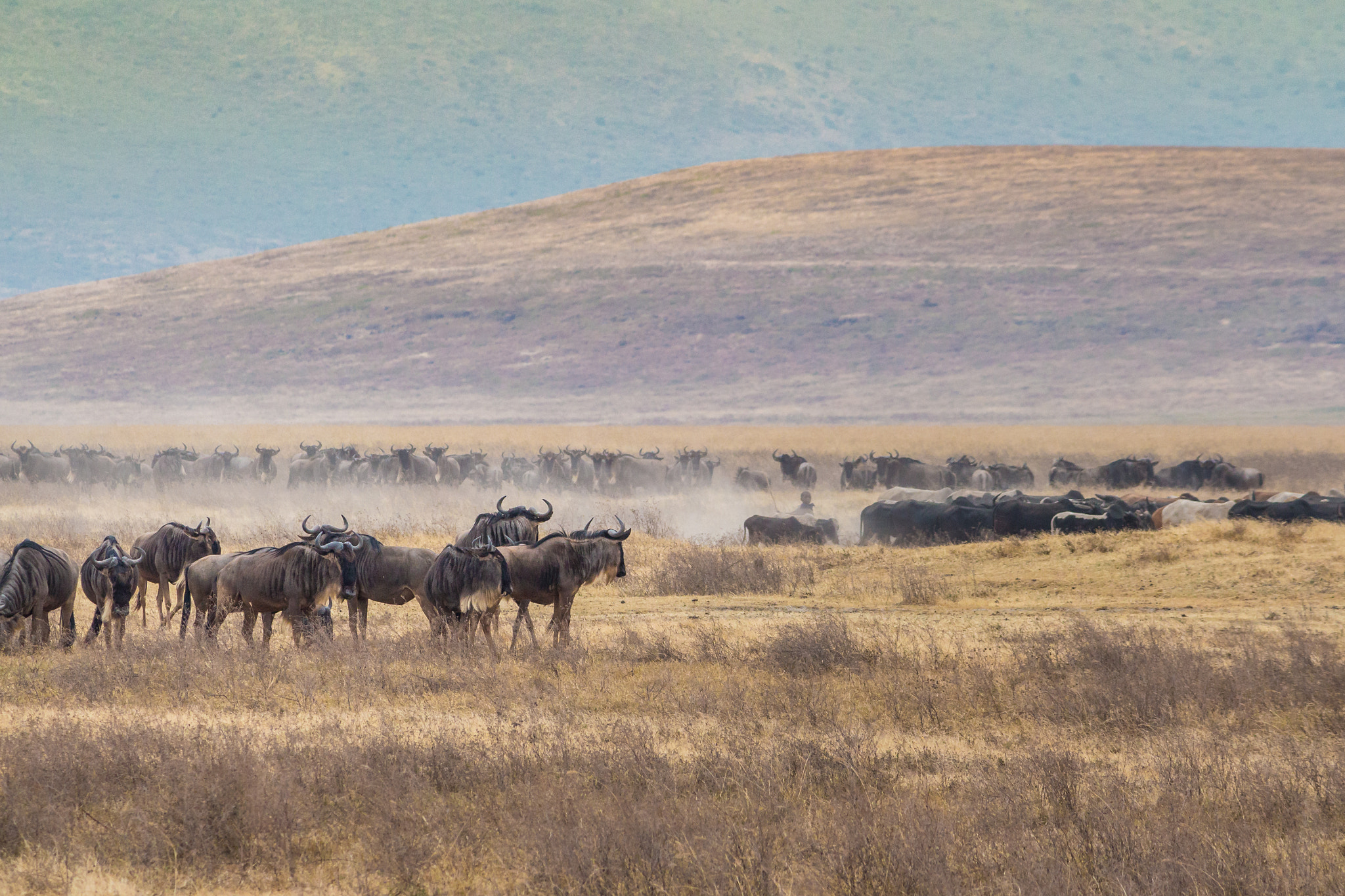 Canon EF-S 55-250mm F4-5.6 IS sample photo. Find the massai photography