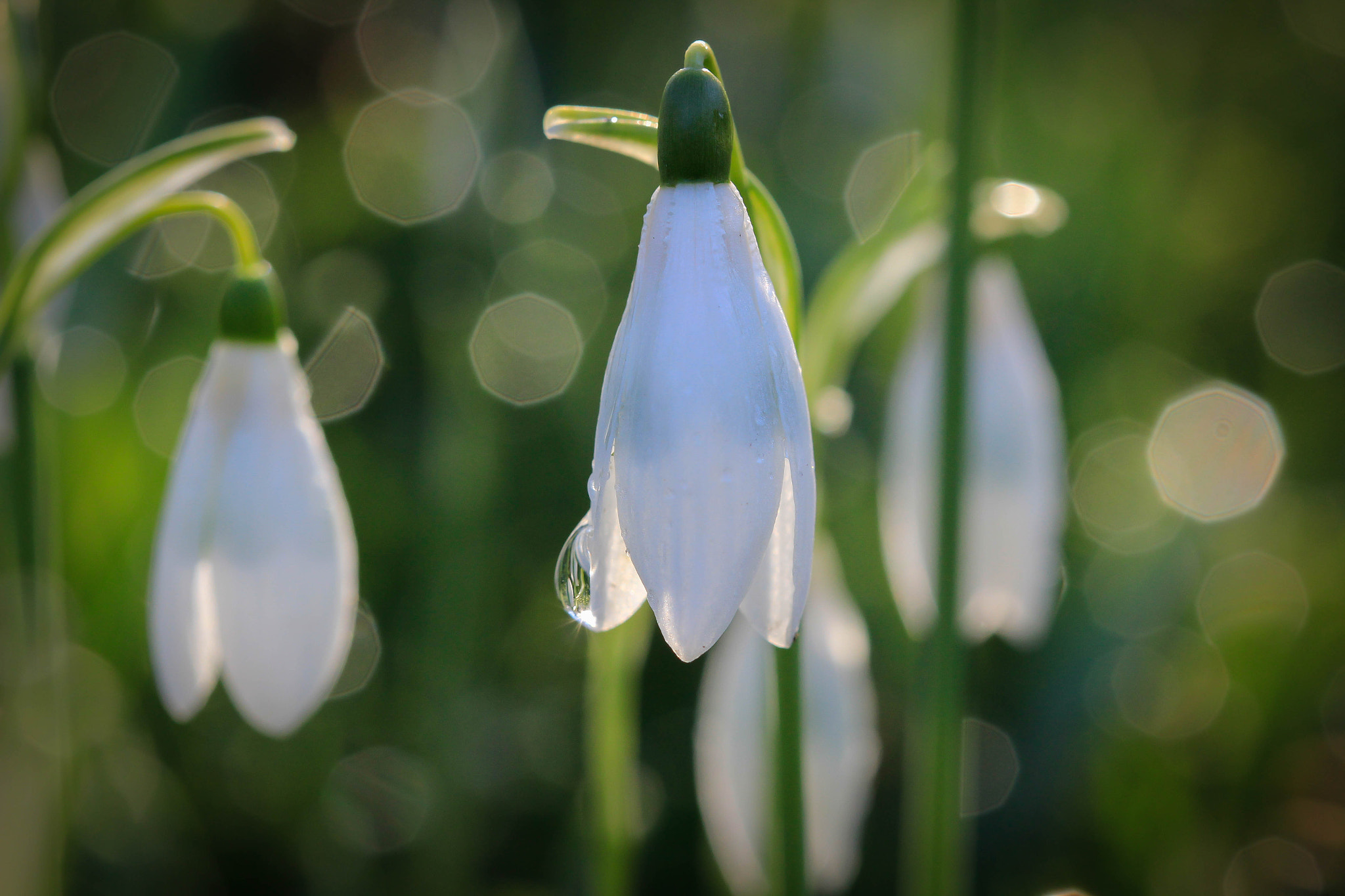 Canon EF 100mm F2.8 Macro USM sample photo. Snowdrops photography