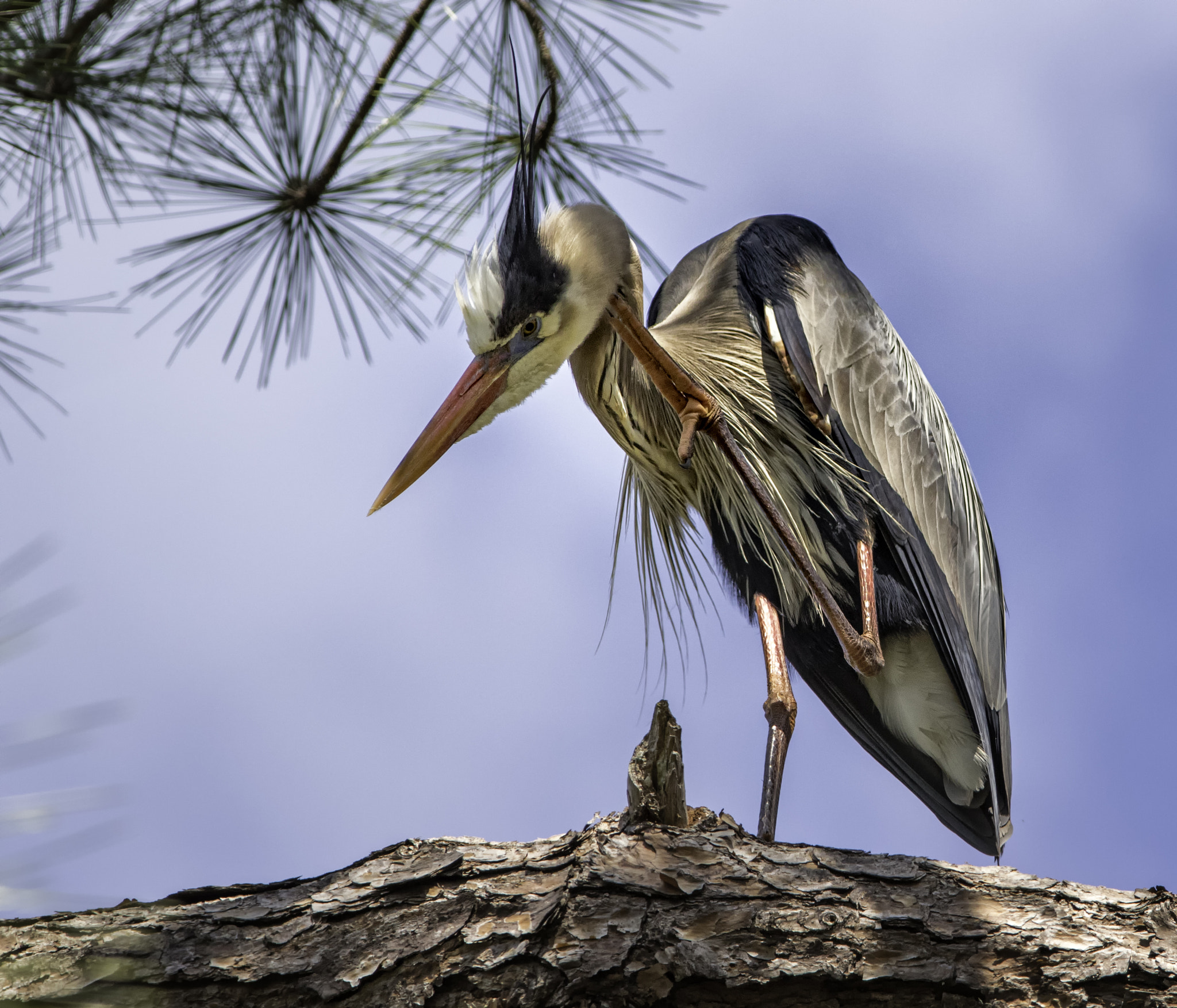 Canon EOS 7D Mark II + Canon EF 300mm F4L IS USM sample photo. Great blue heron with an itch photography
