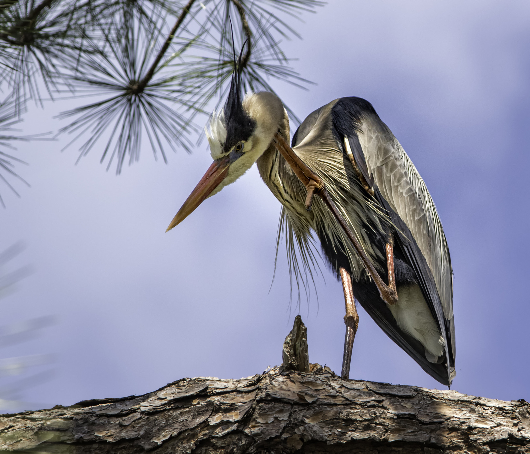 Canon EF 300mm F4L IS USM sample photo. Great blue heron with an itch photography