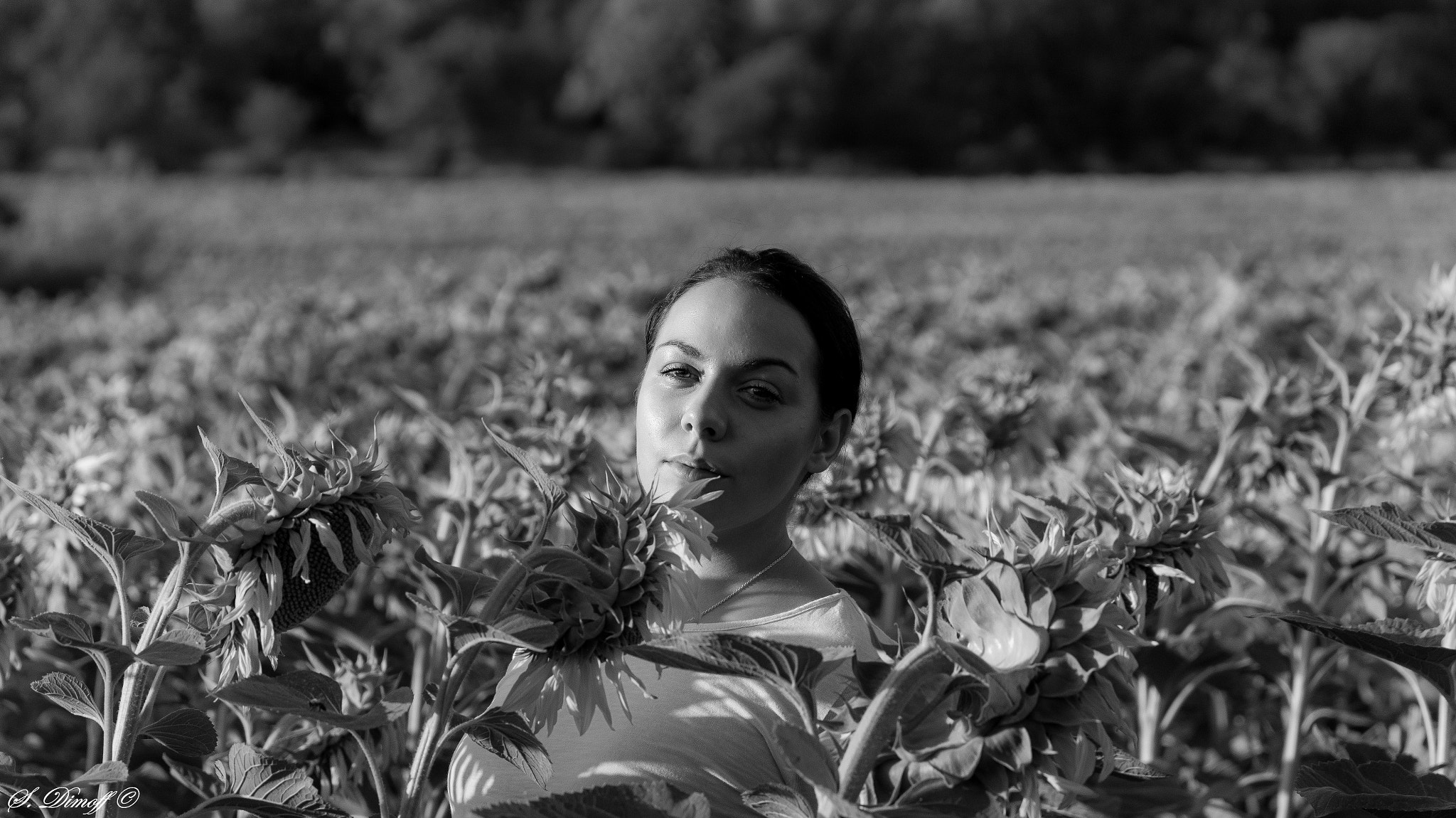 Tamron SP 70-300mm F4-5.6 Di USD sample photo. Manuela and the sunflowers , b&w photography