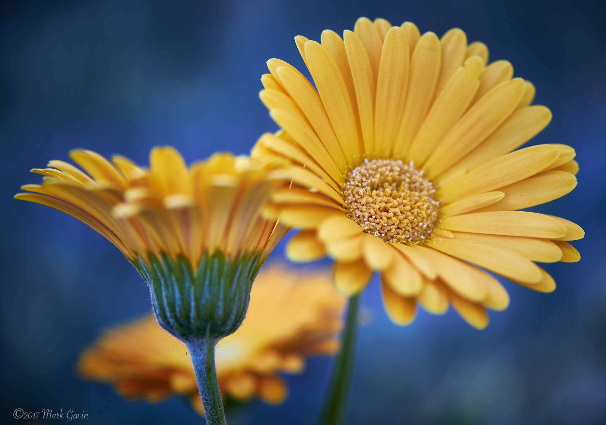Nikon D800E sample photo. Gerbera daisy photography