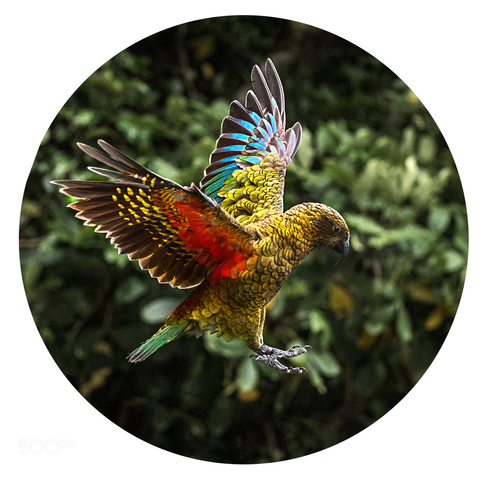 Nikon AF-S Nikkor 200-400mm F4G ED-IF VR sample photo. Kea in flight photography