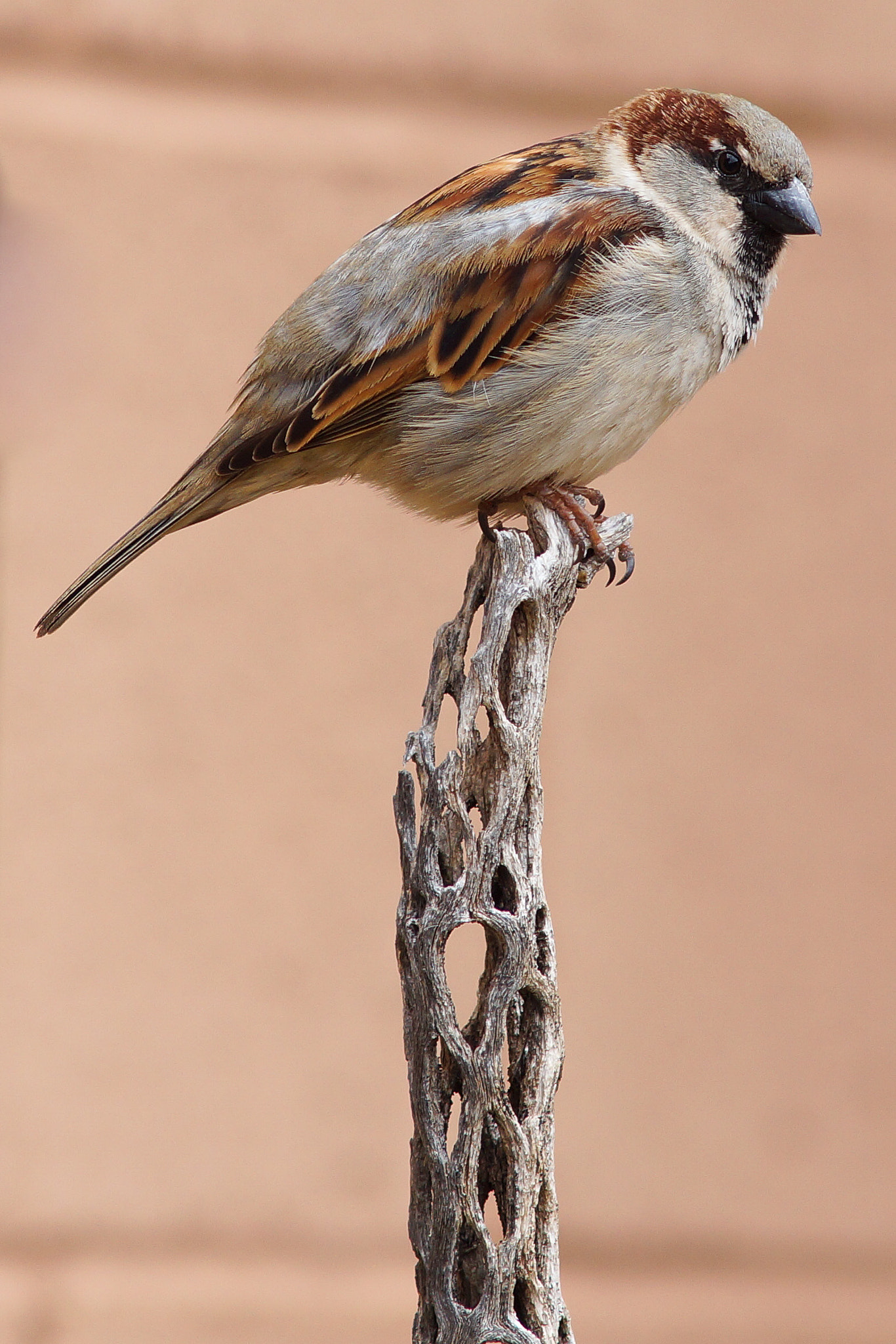 Sony SLT-A77 sample photo. House sparrow on cholla cactus photography