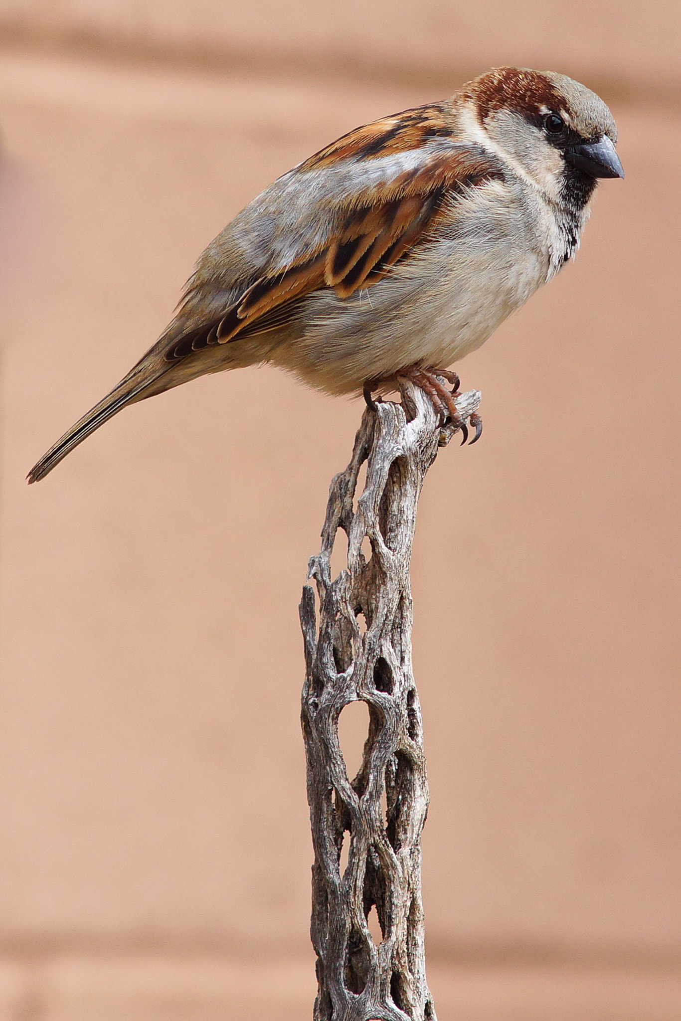 Sony SLT-A77 + Minolta AF 300mm F2.8 HS-APO G sample photo. House sparrow on cholla cactus photography