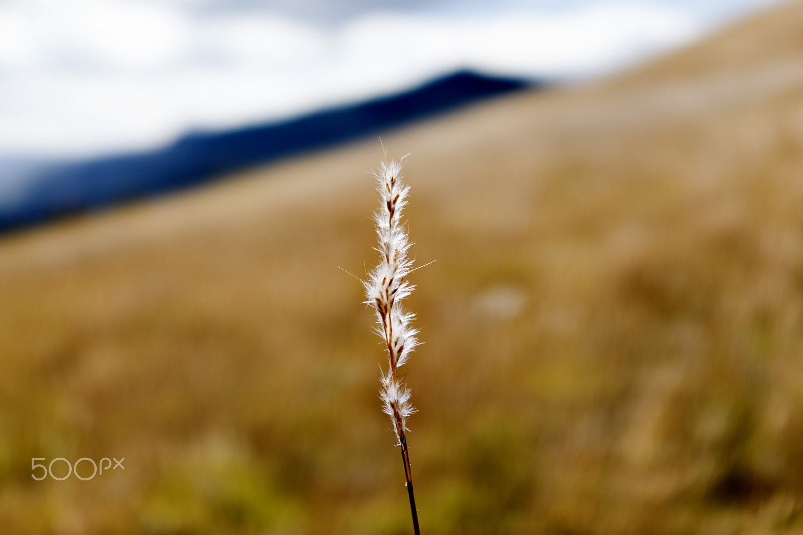 35mm F2.0 sample photo. Poverty oat grass photography