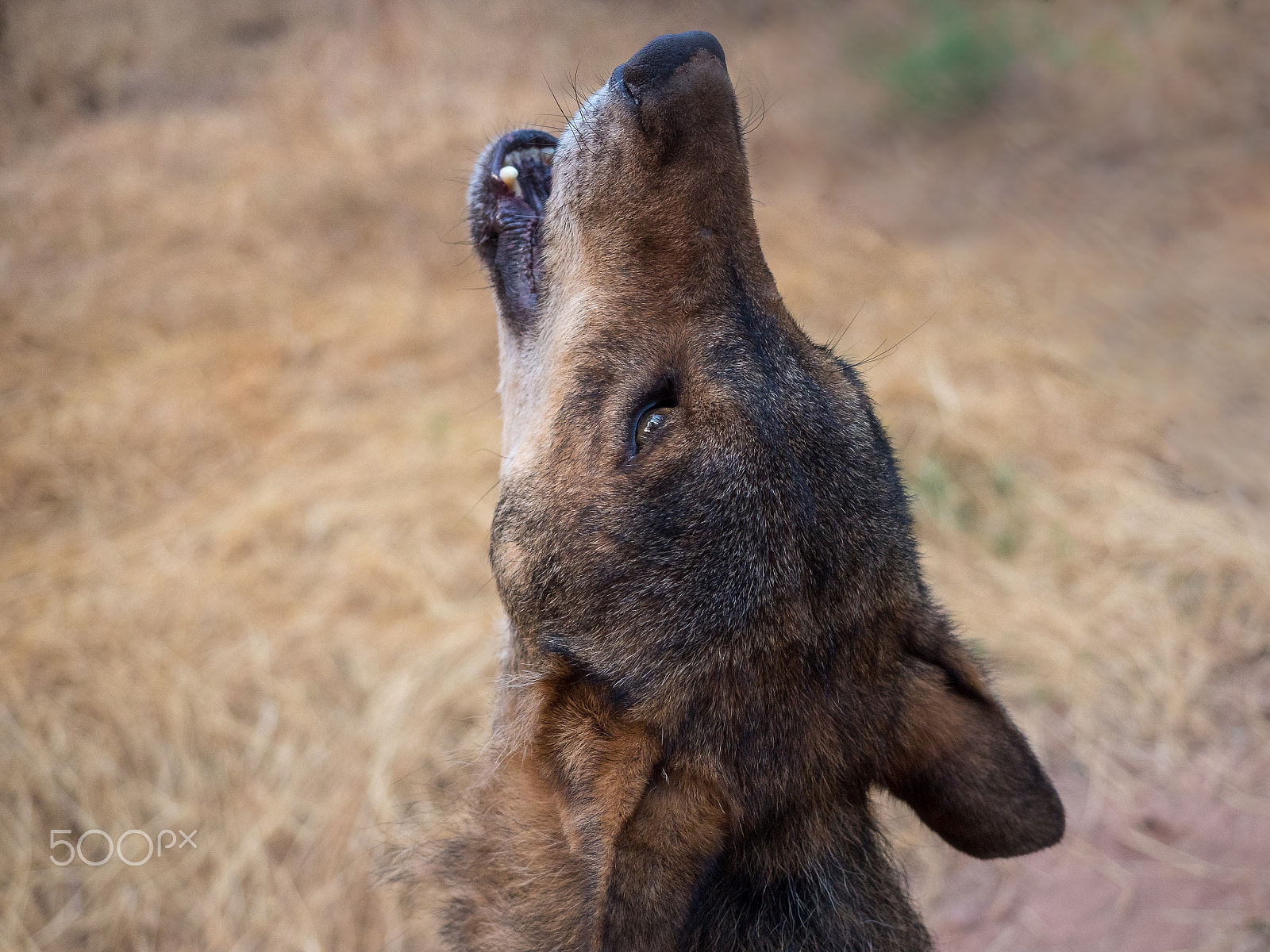 Olympus PEN E-PL7 + Olympus M.Zuiko Digital ED 12-40mm F2.8 Pro sample photo. Iberian wolf howling in summer photography