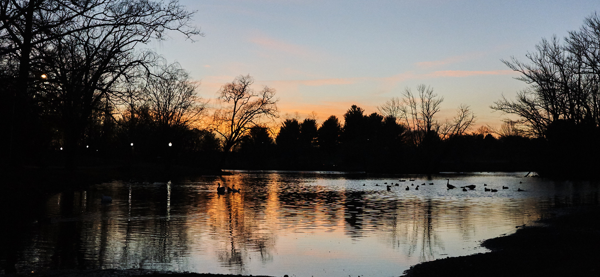 Sony E 20mm F2.8 sample photo. Swans in glistening pond photography