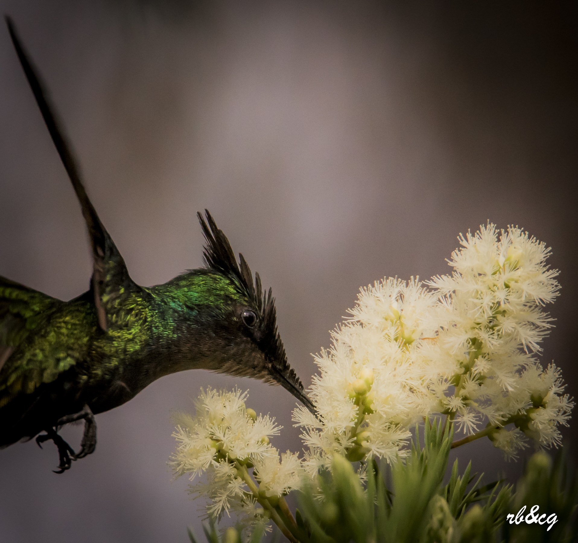 Sigma 150-600mm F5-6.3 DG OS HSM | S sample photo. Hummingbird in dominica photography