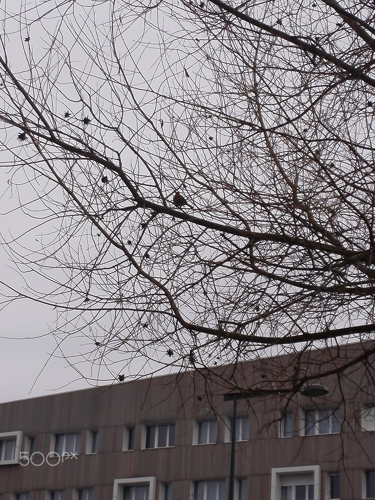 HUAWEI P7-L10 sample photo. Little bird : spring is coming ? photography
