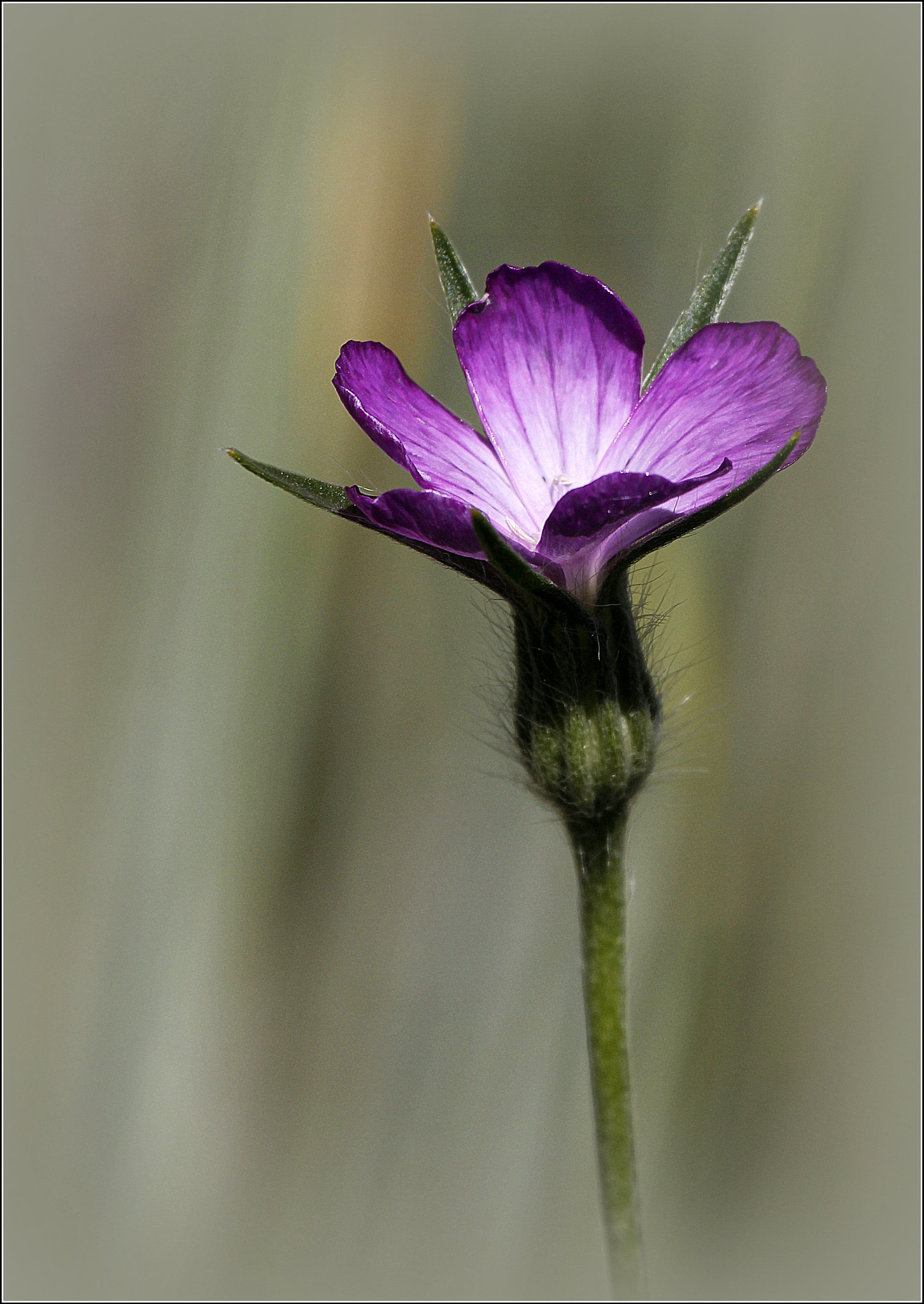 Canon EF 100-400mm F4.5-5.6L IS USM sample photo. Nielle des blés photography
