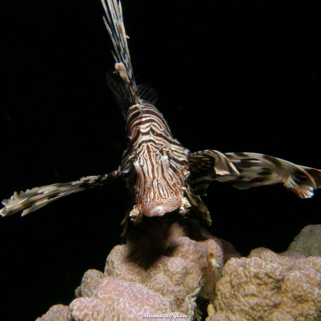 Olympus C7070WZ sample photo. Lionfish | red sea | 2007.04.29 photography