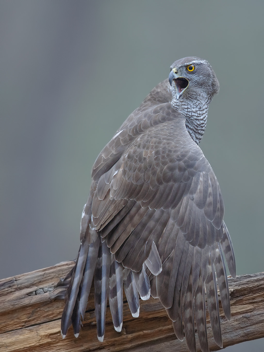 Canon EF 600mm F4L IS II USM sample photo. Northern goshawk  photography