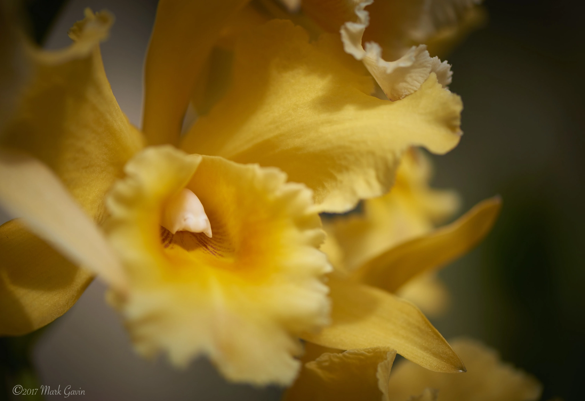 Nikon D800E + Nikon AF-S Micro-Nikkor 105mm F2.8G IF-ED VR sample photo. Yellow orange orchid photography