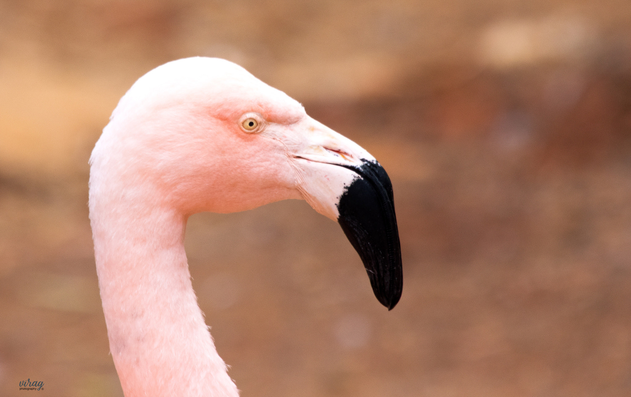 Canon EF 100-400mm F4.5-5.6L IS USM sample photo. Chilean flamingo photography