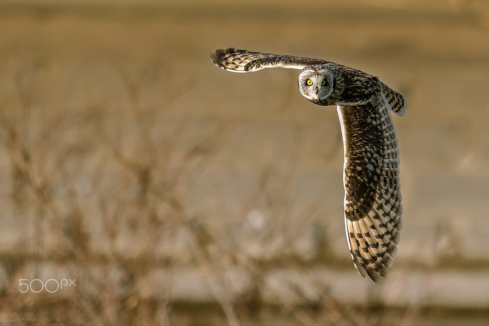 Nikon D500 + Nikon AF-S Nikkor 400mm F2.8G ED VR II sample photo. Komimi photography