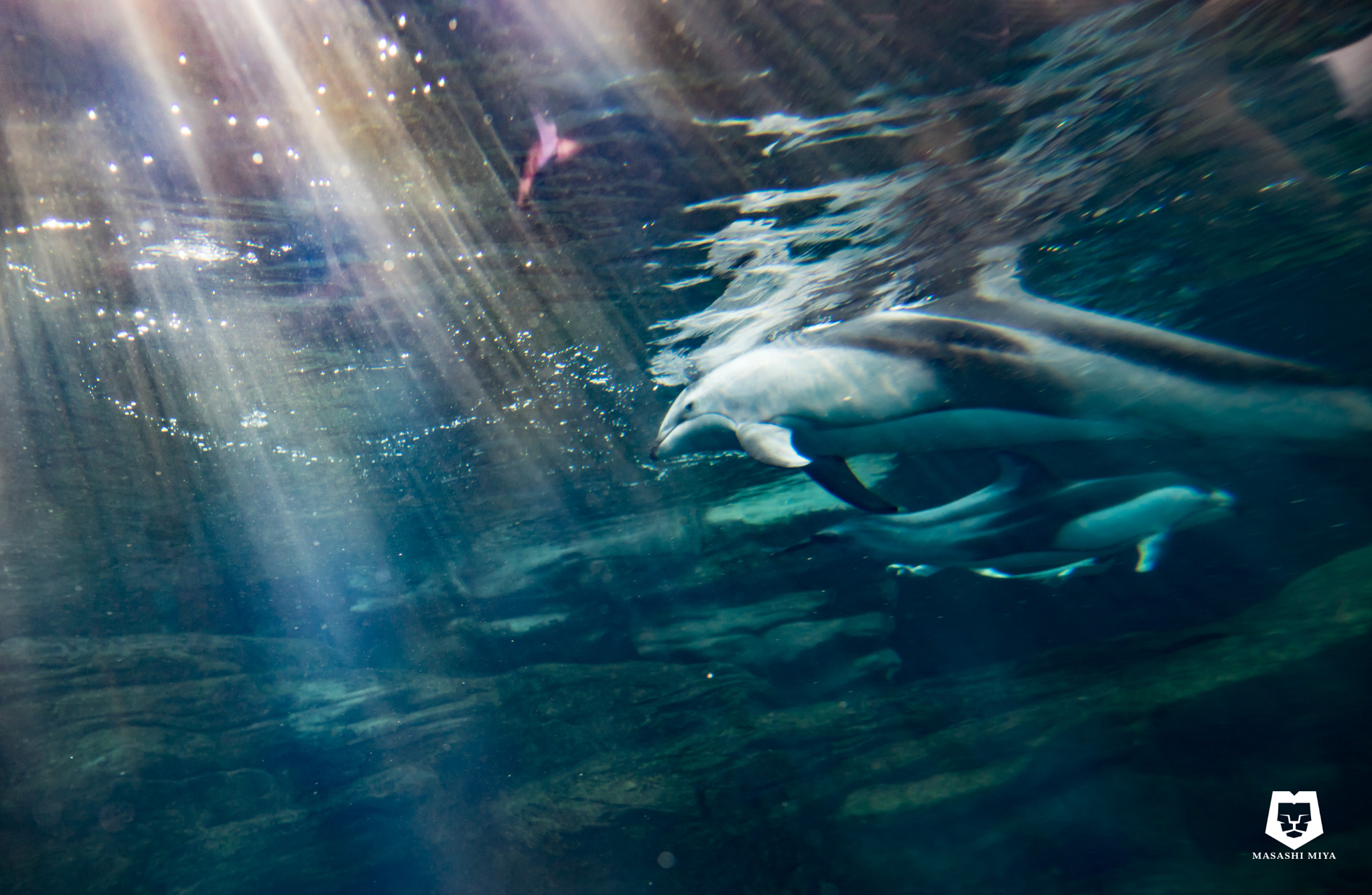 E 24mm F1.4 sample photo. Dolphins photography