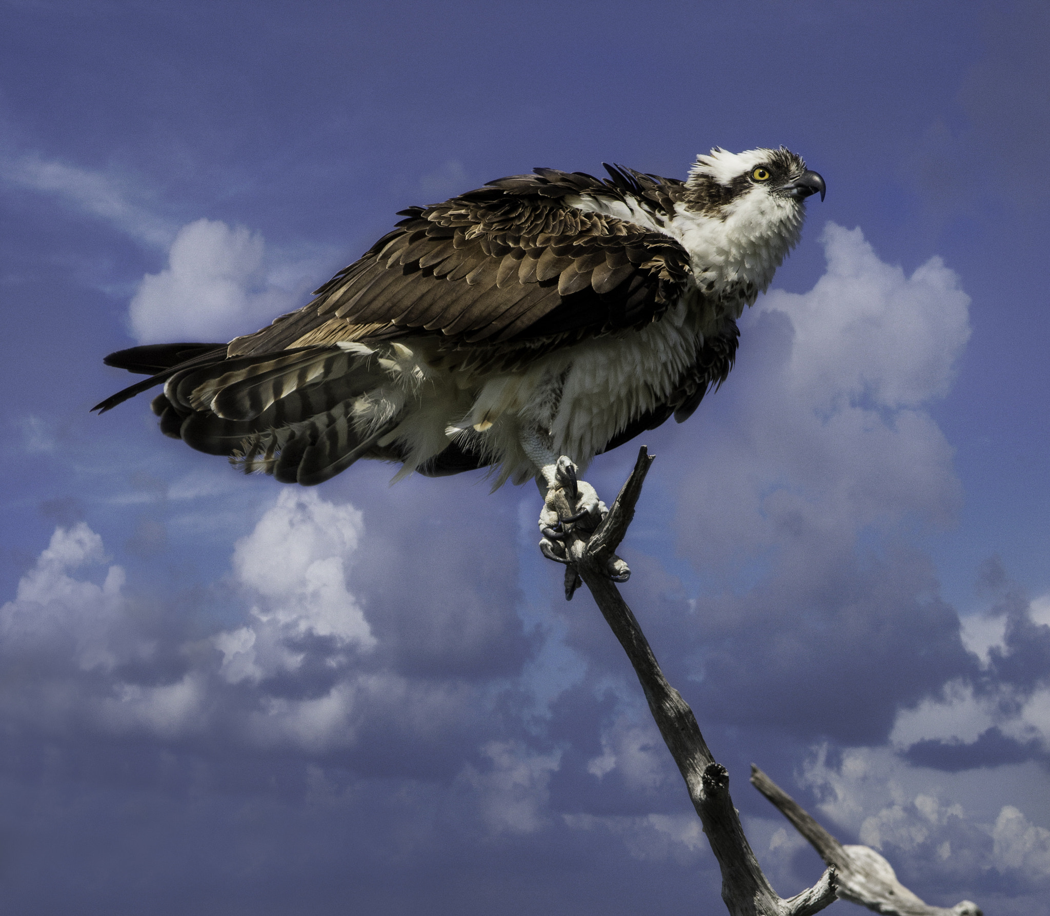 Canon EF 300mm F4L IS USM sample photo. Osprey against a cloudy sky photography