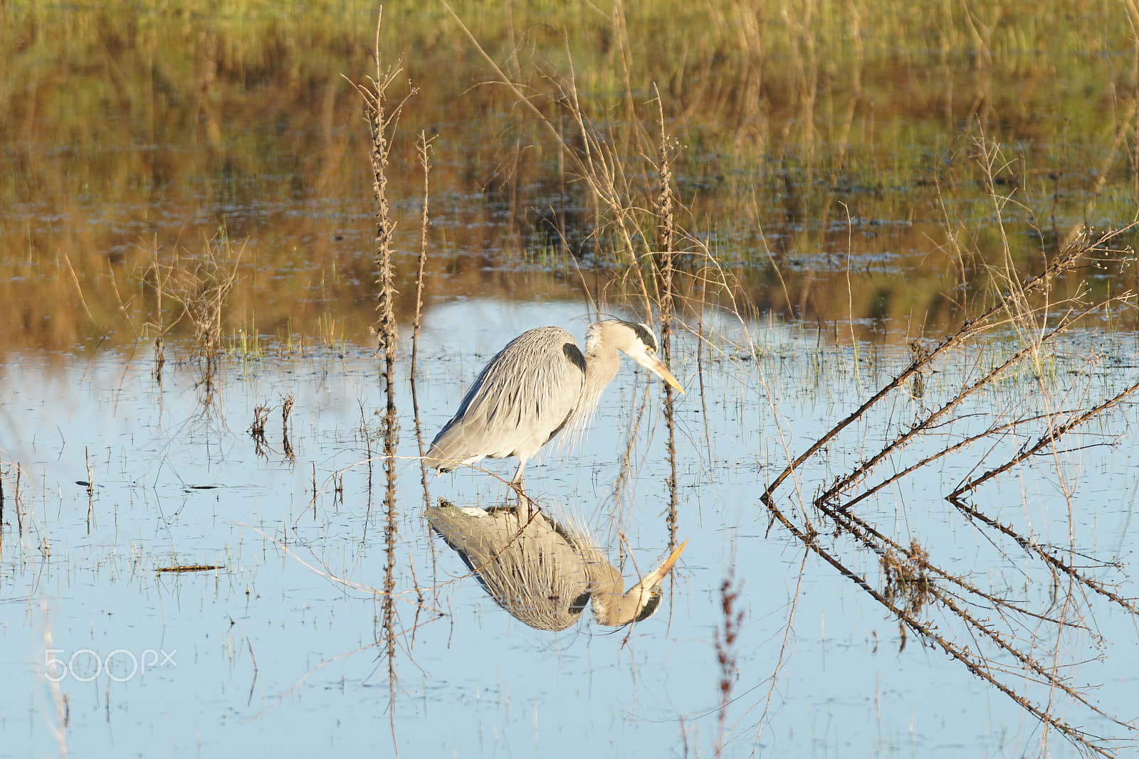Sony a7R II + Canon EF 300mm F2.8L IS USM sample photo. Great blue heron photography