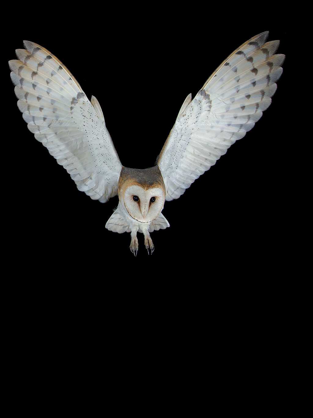 Canon EOS-1D X sample photo. Barnowl  photography