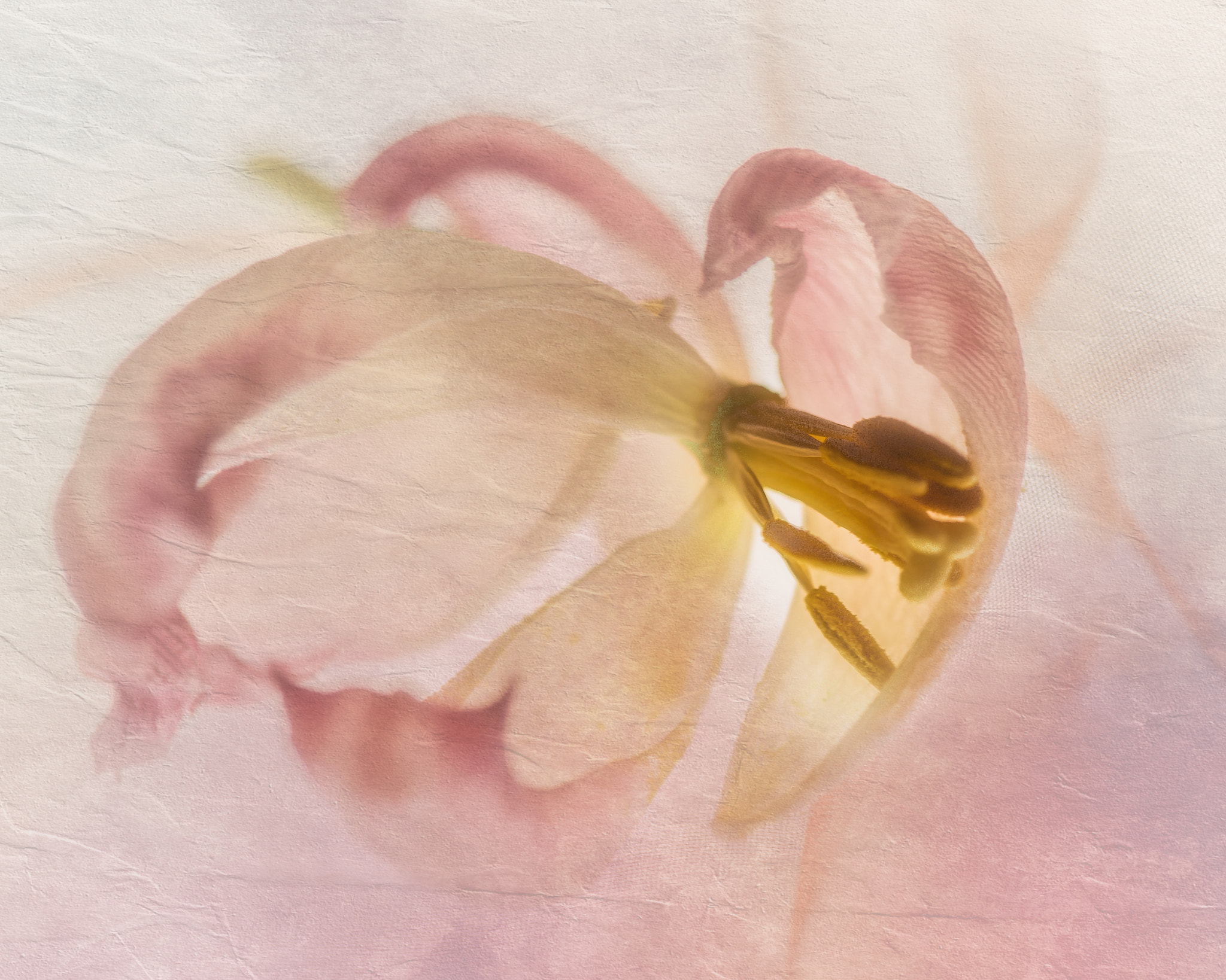 Nikon AF-S Micro-Nikkor 105mm F2.8G IF-ED VR sample photo. Tender tulip photography