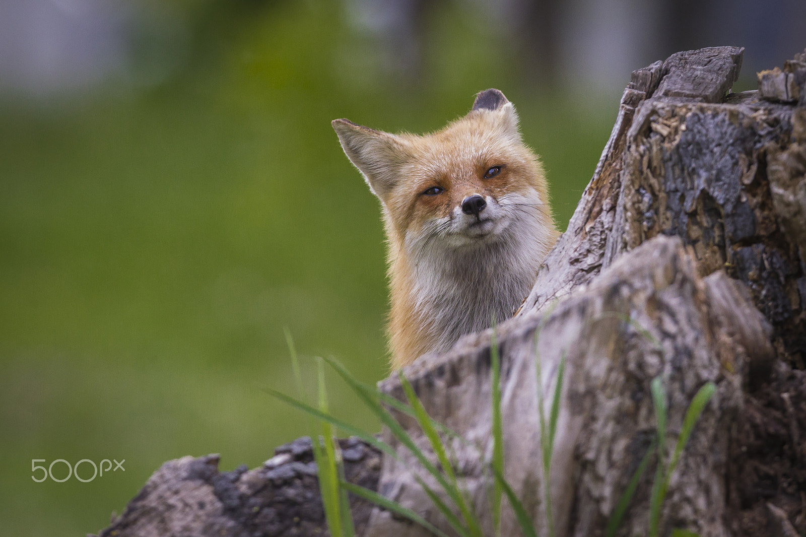 Canon EF 600mm f/4L IS sample photo. Peekaboo! photography