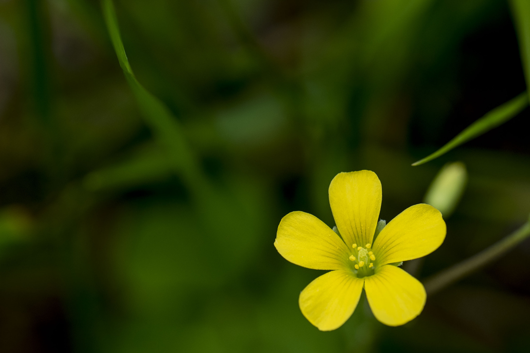 Panasonic Lumix DMC-GM5 sample photo. Yellow flower photography