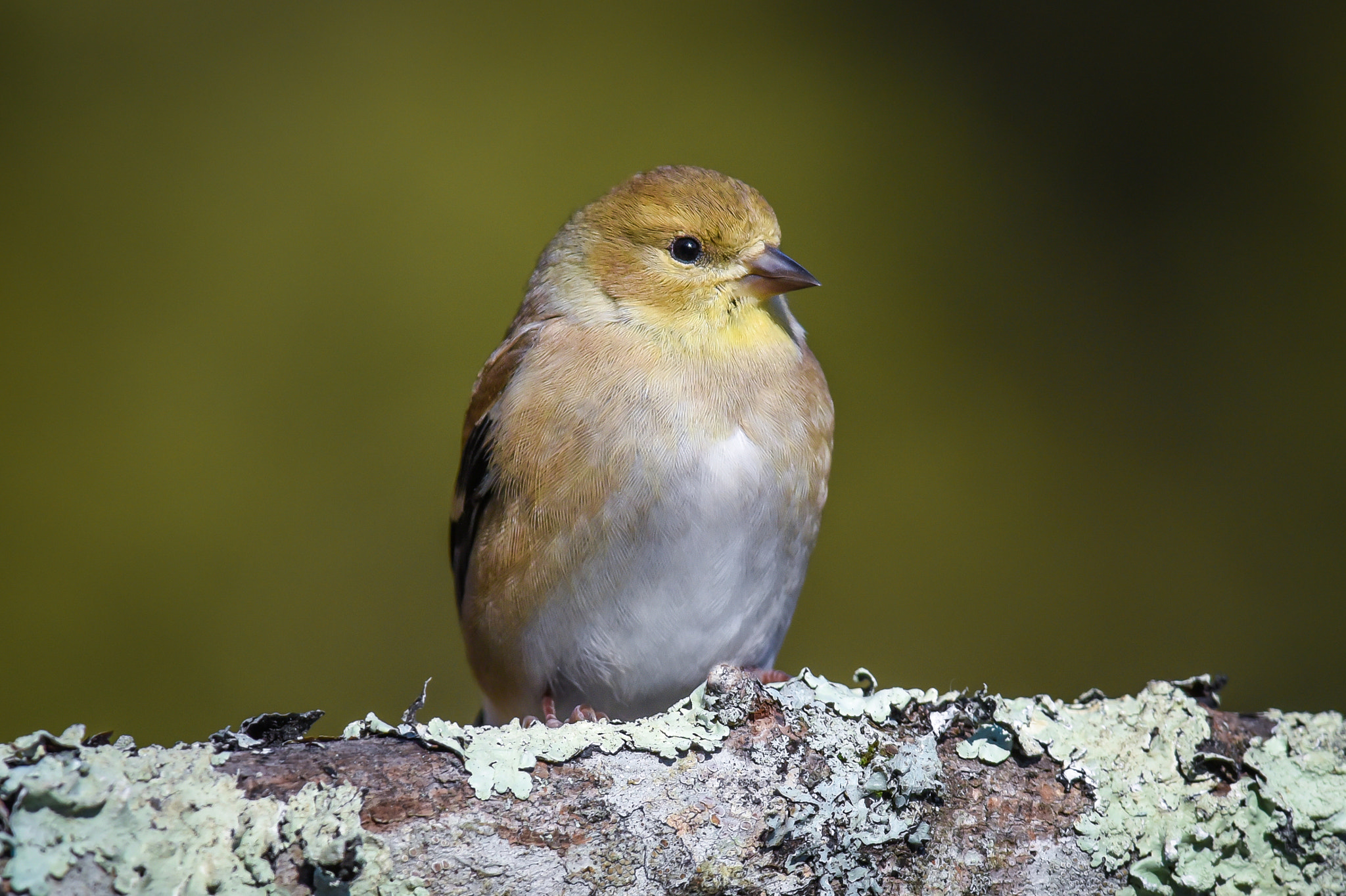 Nikon D750 + Nikon AF-S Nikkor 300mm F2.8G ED-IF VR sample photo. American goldfinch photography