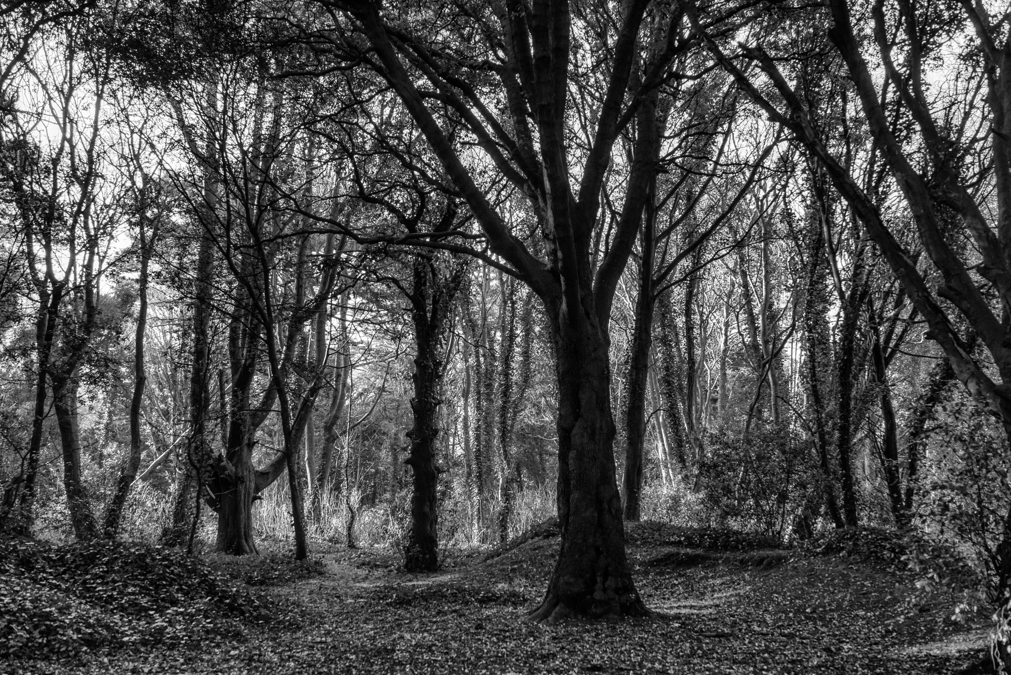 Nikon D810 + Samyang 35mm F1.4 AS UMC sample photo. Winter woods photography