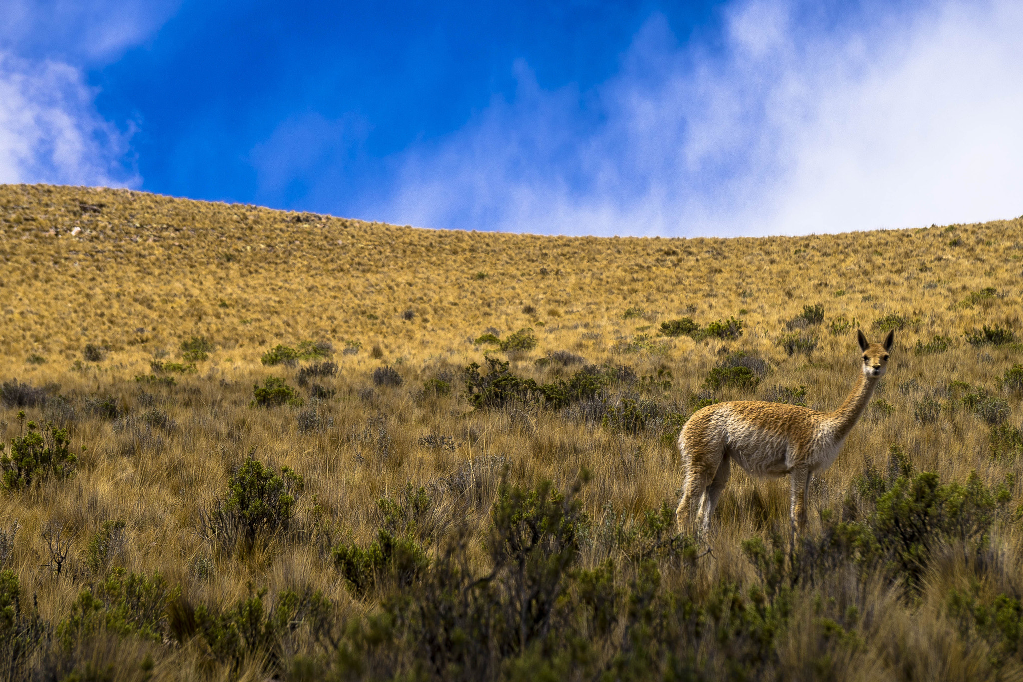 Sony E 55-210mm F4.5-6.3 OSS sample photo. Norte da argentina - provincia jujuy photography