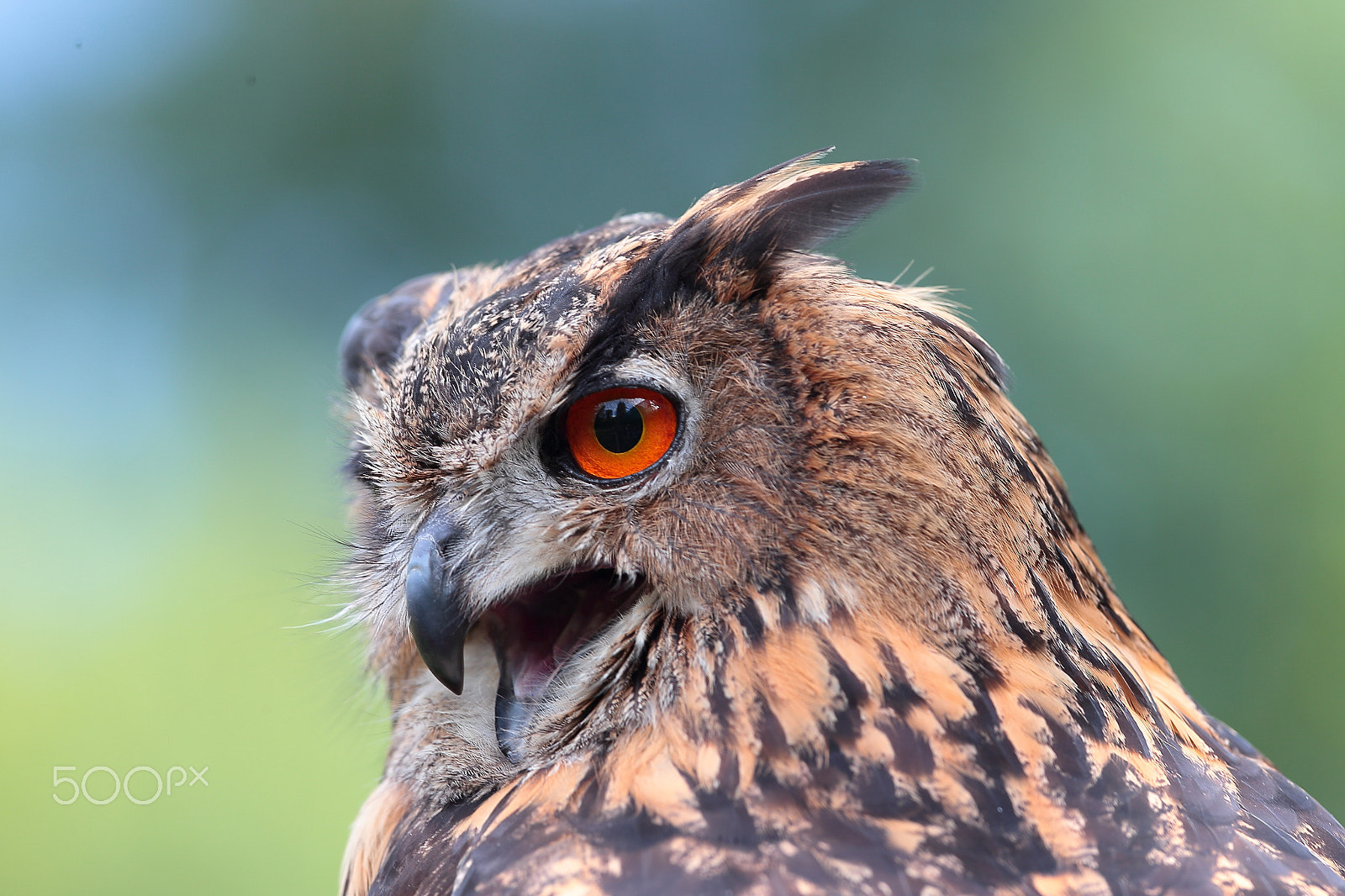 Canon EF 300mm F2.8L IS USM sample photo. Eagle owl photography