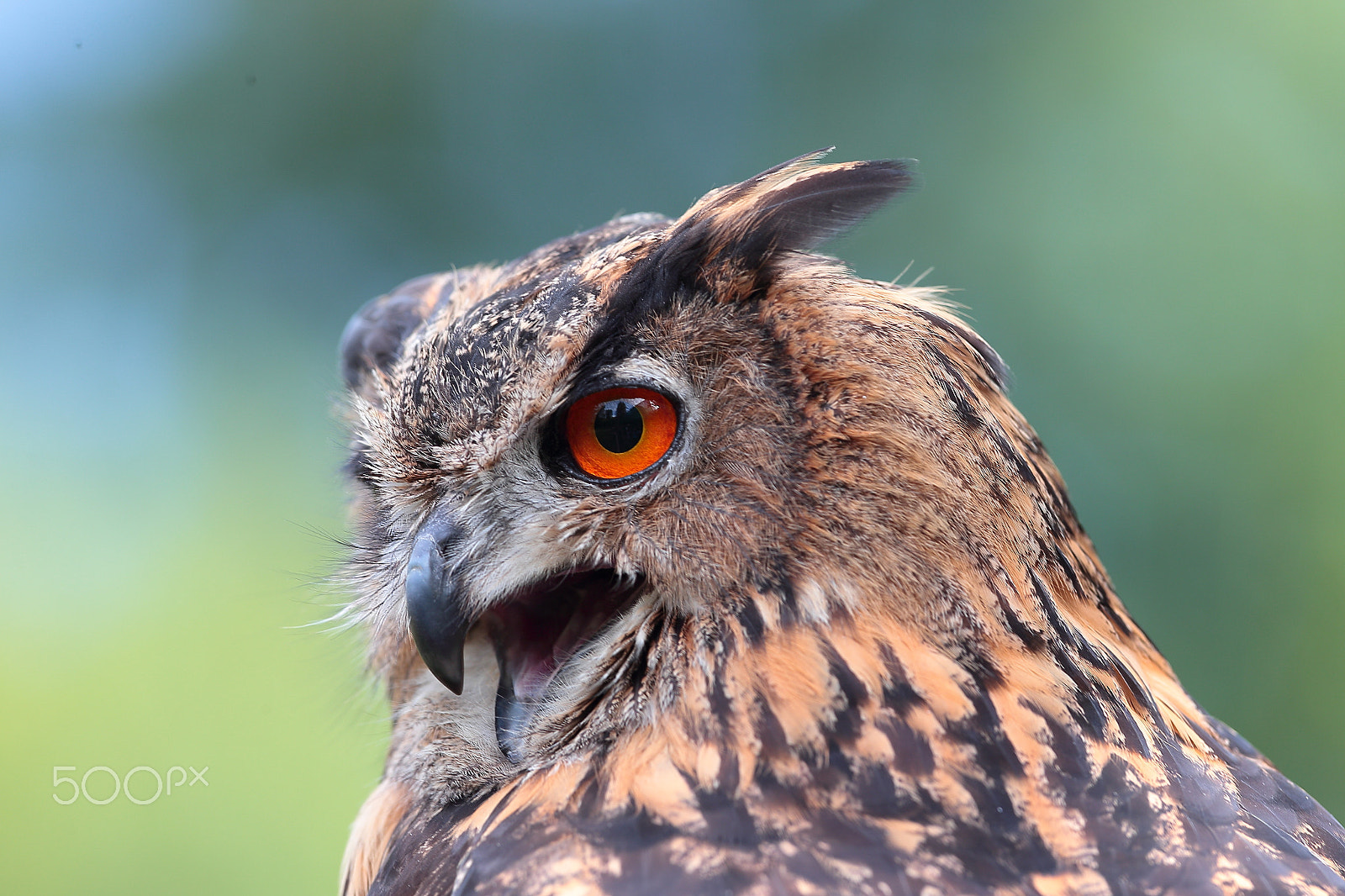 Canon EOS-1D X + Canon EF 300mm F2.8L IS USM sample photo. Eagle owl photography