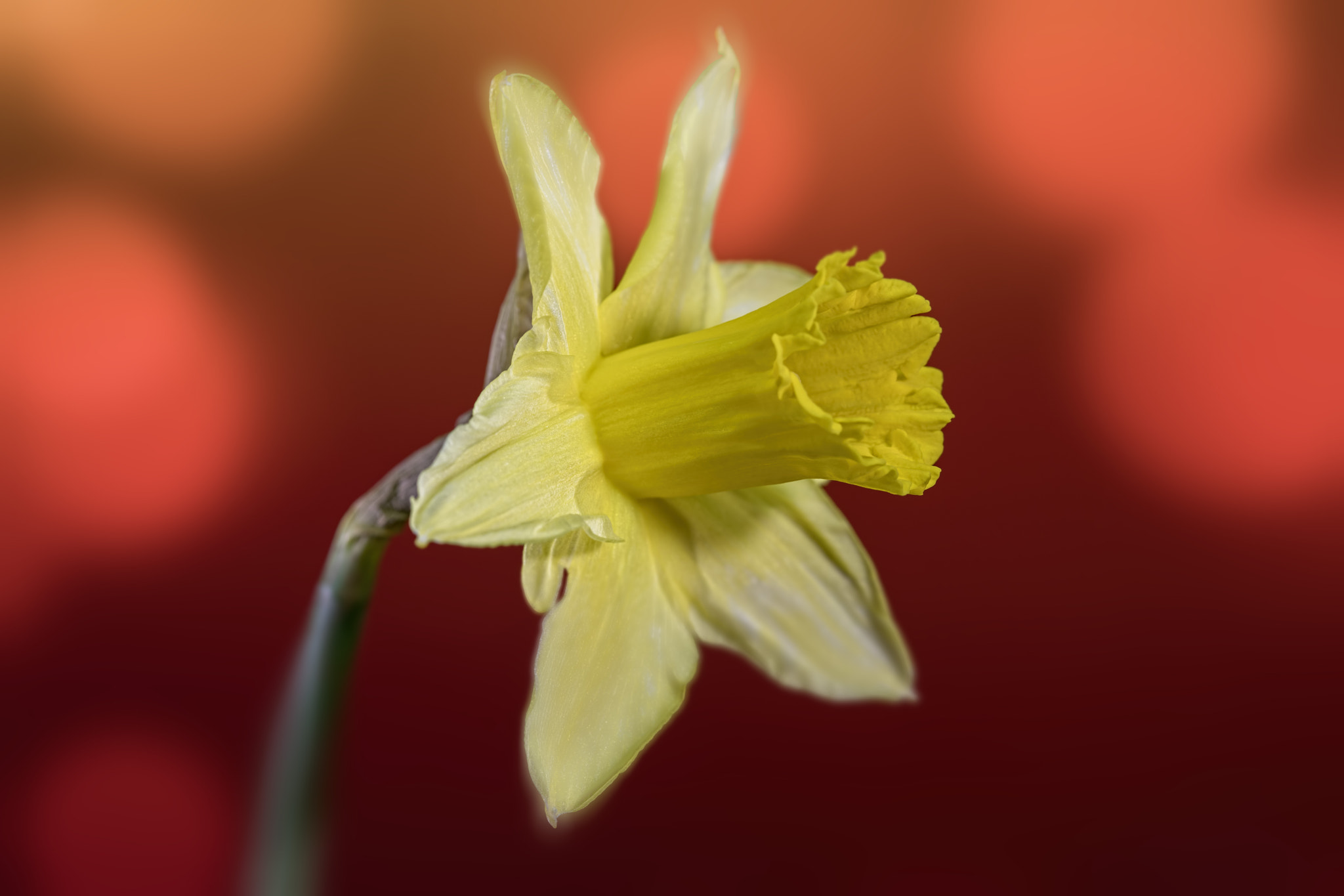 Canon EF 100mm F2.8 Macro USM sample photo. Signs of spring 2 photography