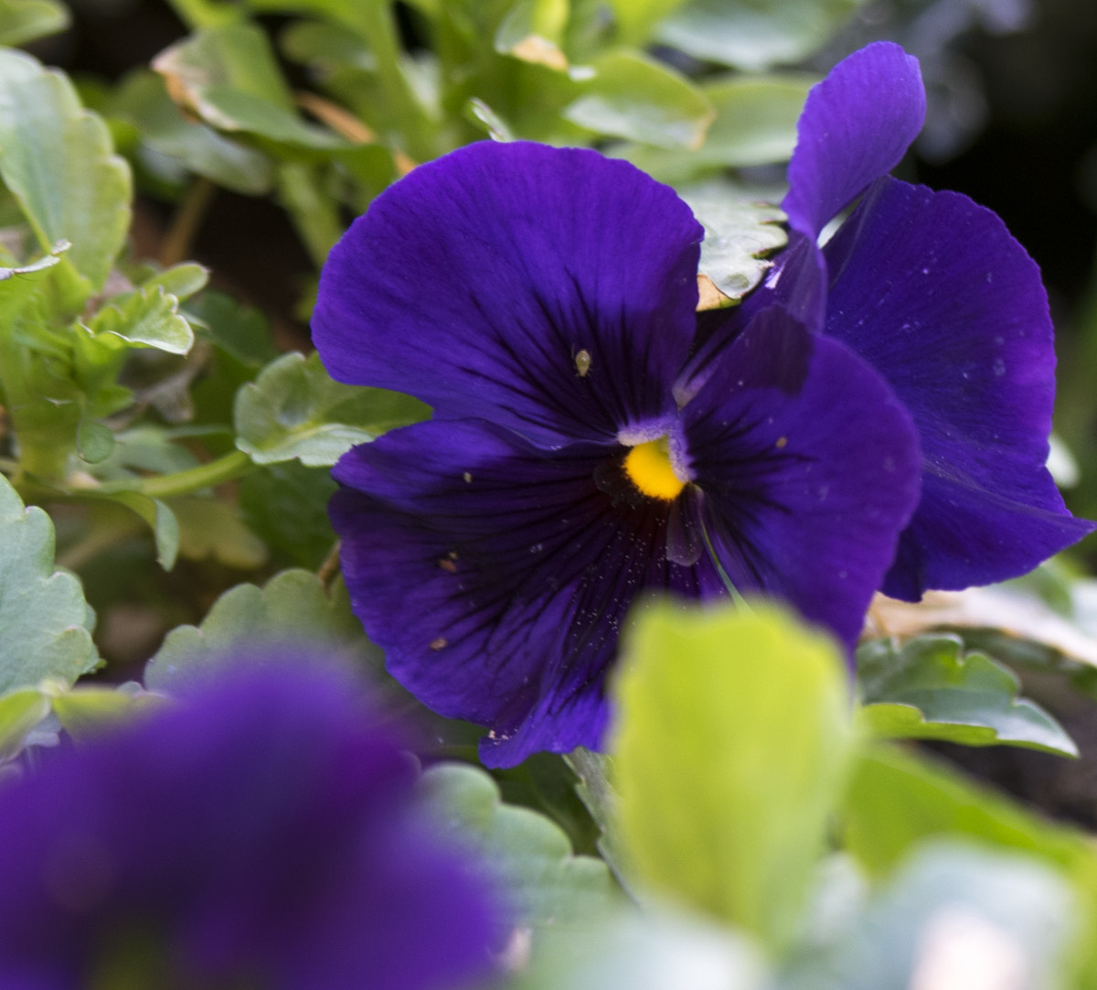 Nikon AF-S Nikkor 70-200mm F2.8G ED VR II sample photo. Pansy (of ) photography