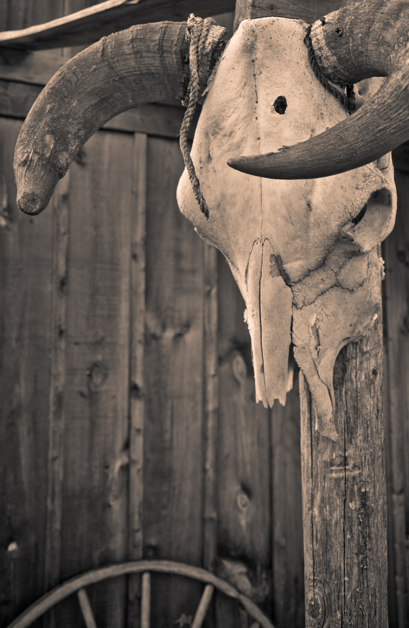 Nikon D50 sample photo. Skull photography