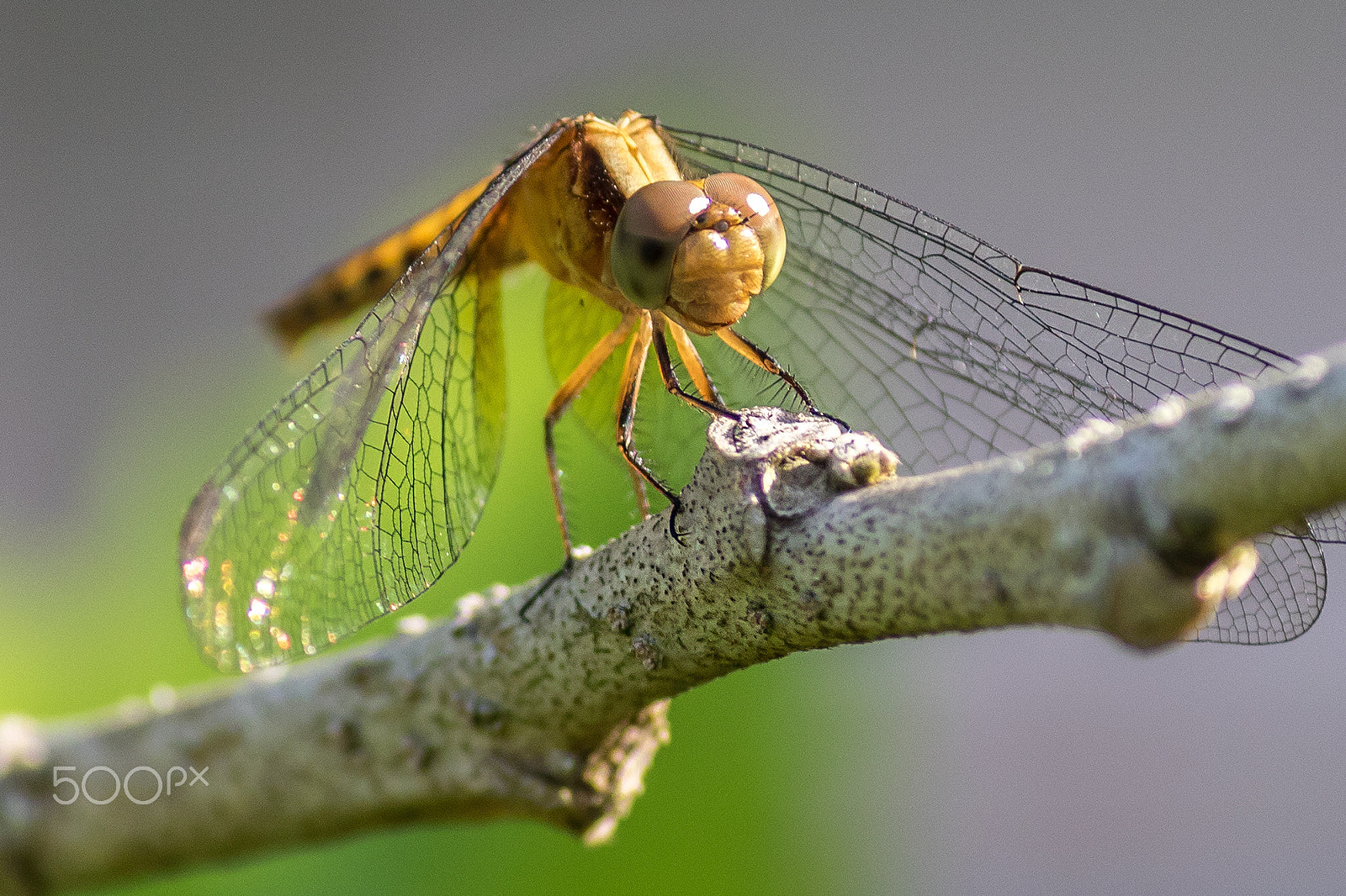 Canon EOS 7D Mark II + Canon EF-S 55-250mm F4-5.6 IS II sample photo. Dragonfly photography