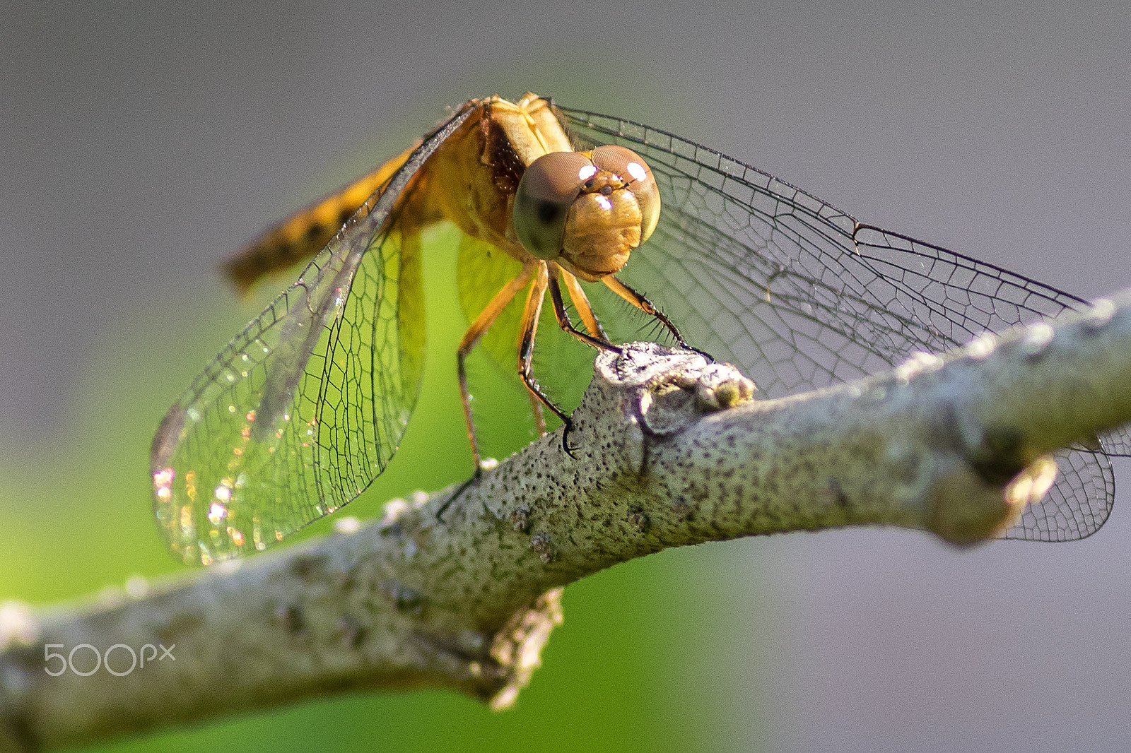 Canon EF-S 55-250mm F4-5.6 IS II sample photo. Dragonfly photography