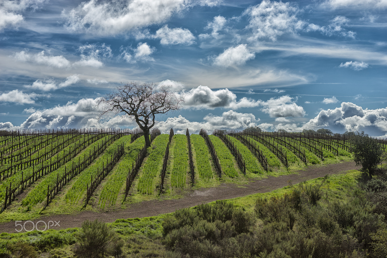 Sony a99 II + Minolta AF 28-85mm F3.5-4.5 New sample photo. Winter vineyard watchman photography