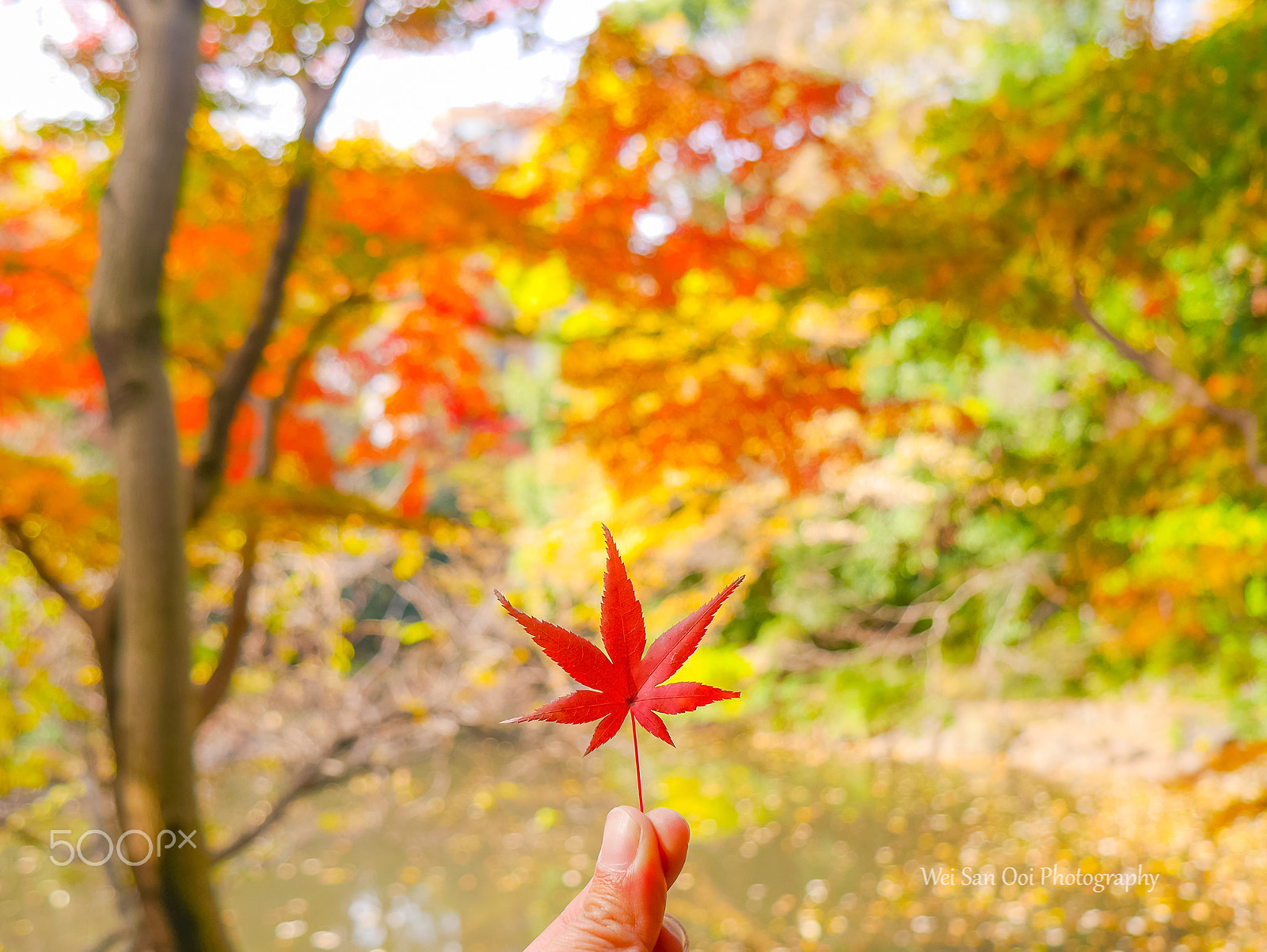 Panasonic Lumix DMC-GX7 sample photo. University of tokyo 04 photography