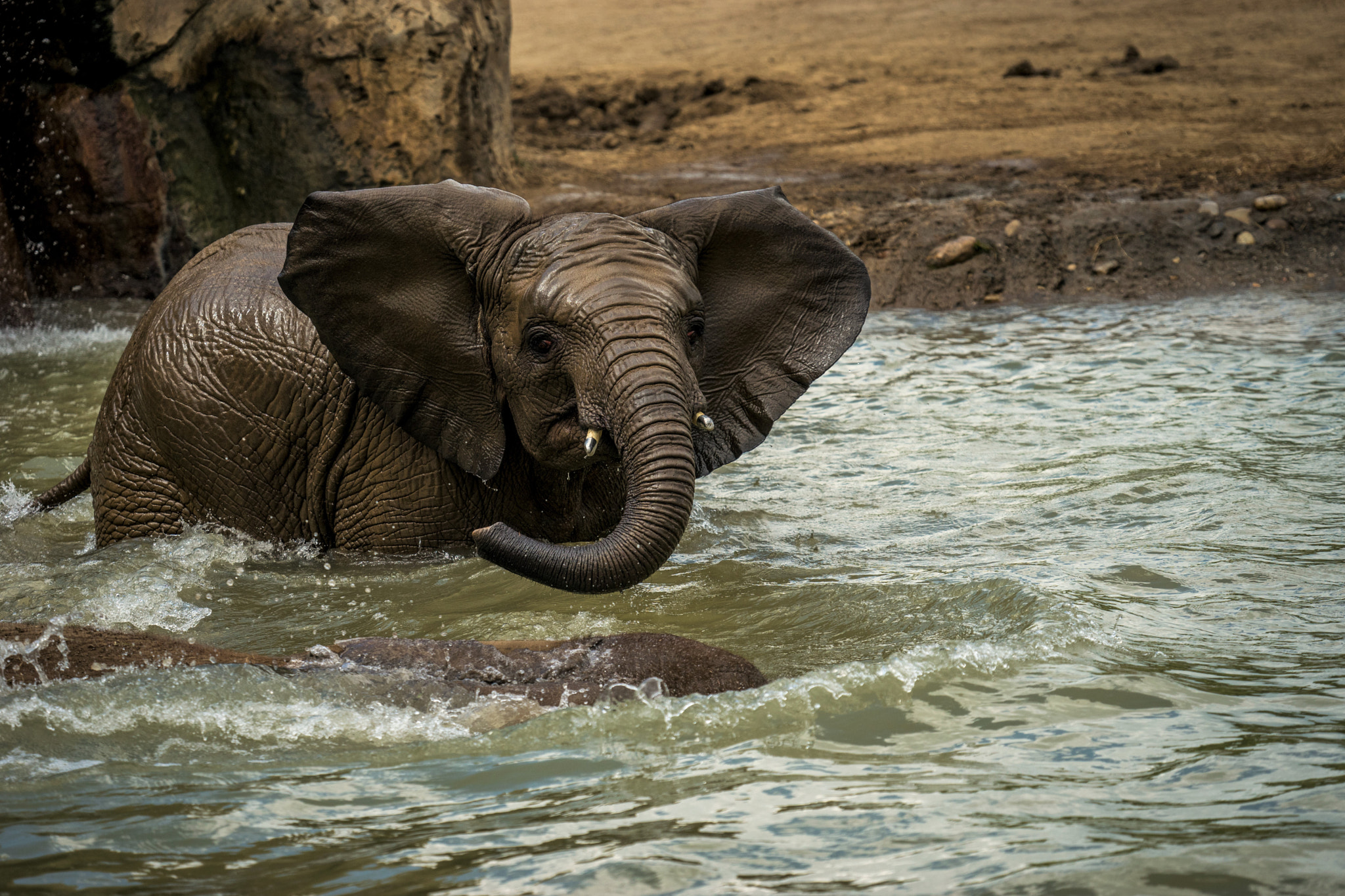 Sony a7 II + Sony FE 70-300mm F4.5-5.6 G OSS sample photo. Eli playing in the water photography