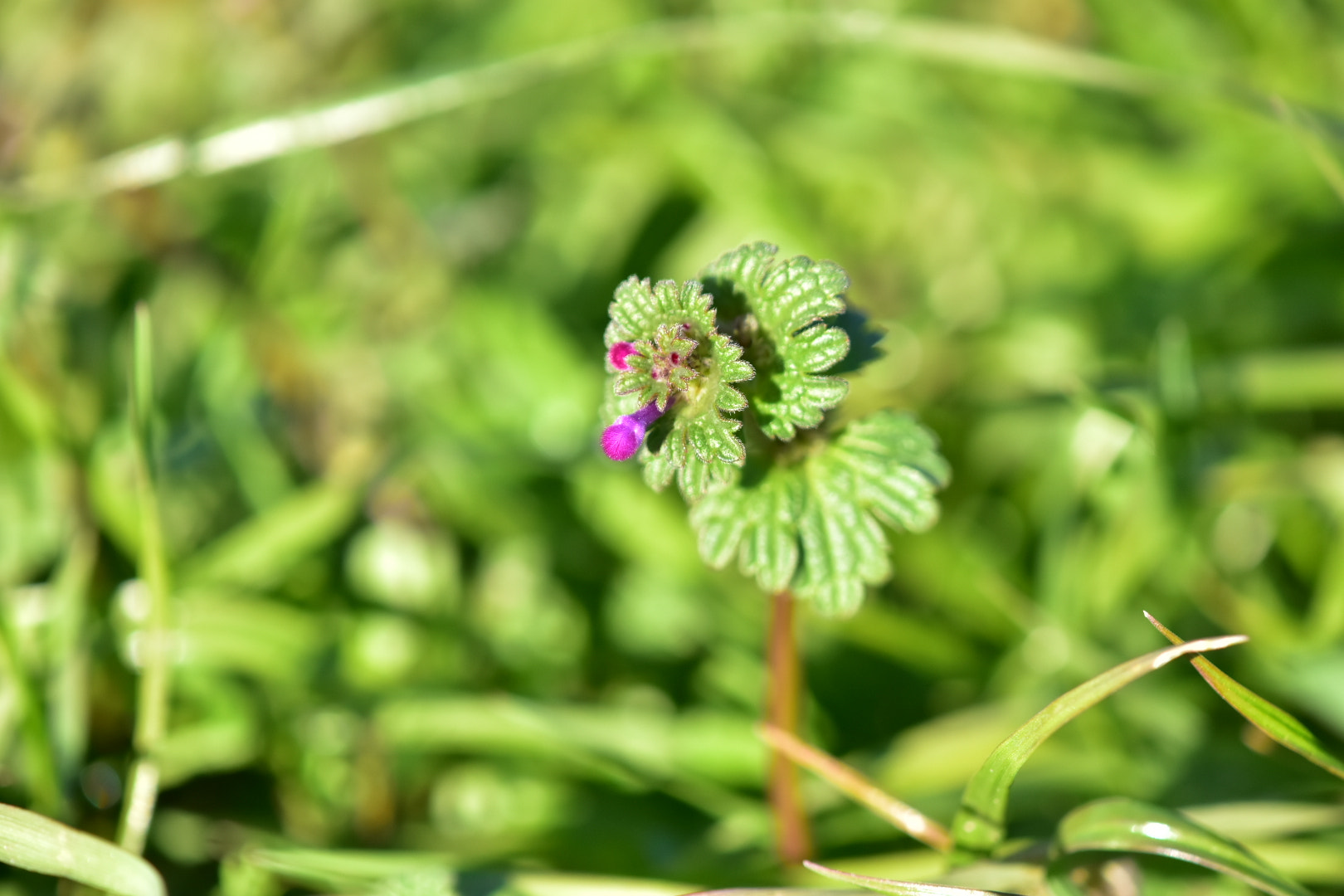Nikon AF-S DX Micro-Nikkor 85mm F3.5G ED VR sample photo