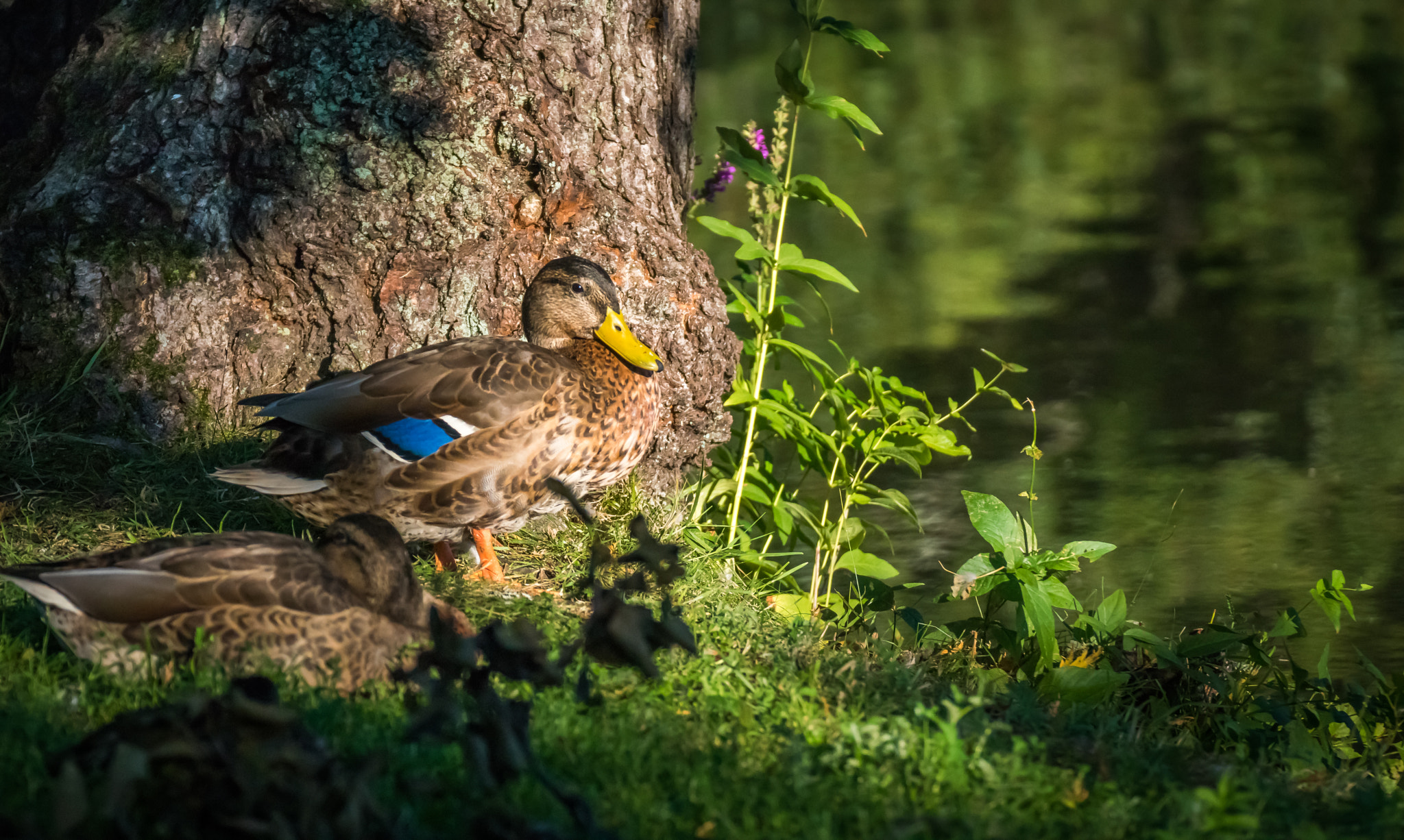 Tamron SP 70-300mm F4-5.6 Di USD sample photo. Mallard or wild duck (anas platyrhynchos) photography