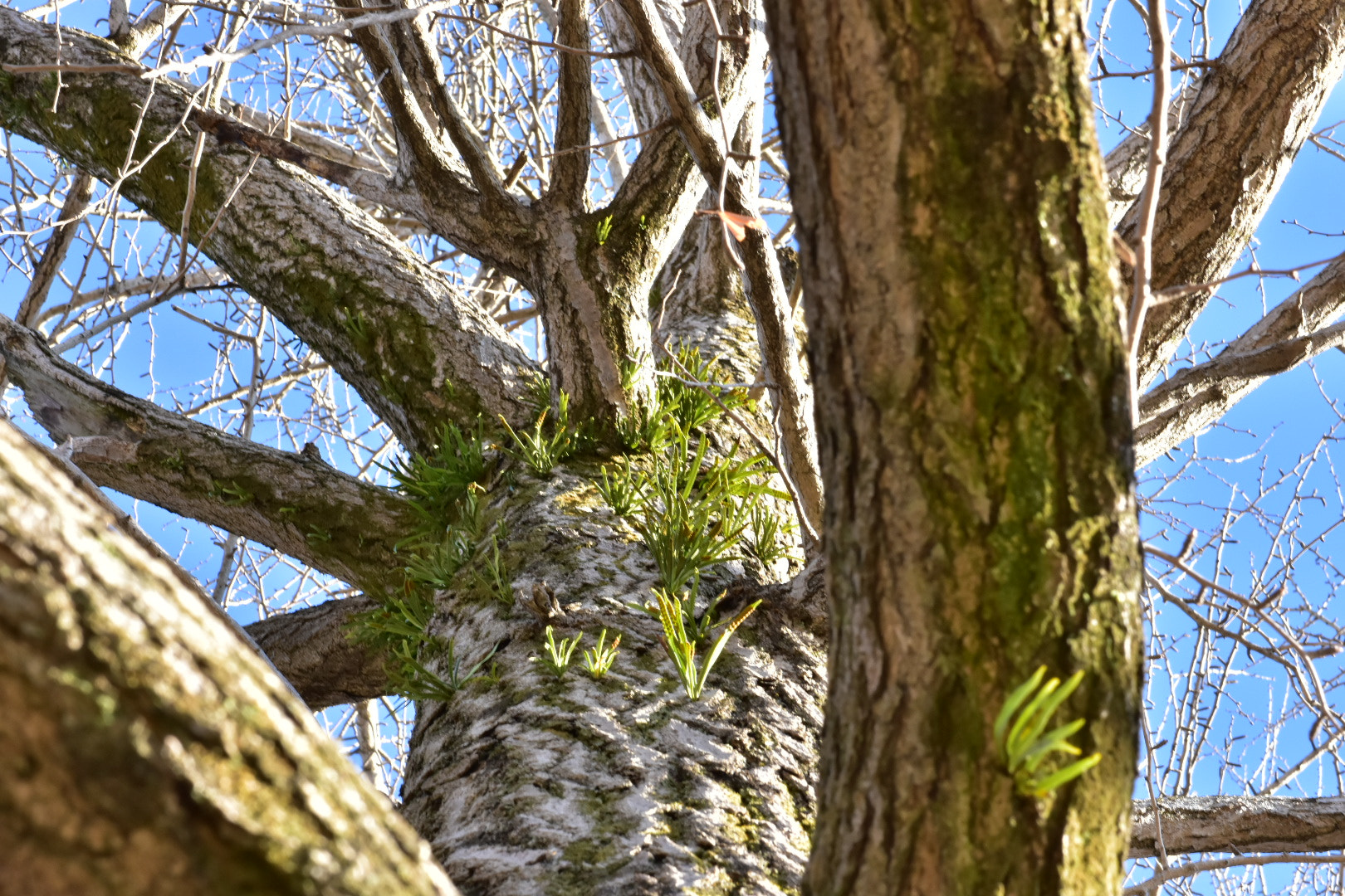 Nikon AF-S DX Micro-Nikkor 85mm F3.5G ED VR sample photo. Tree  photography