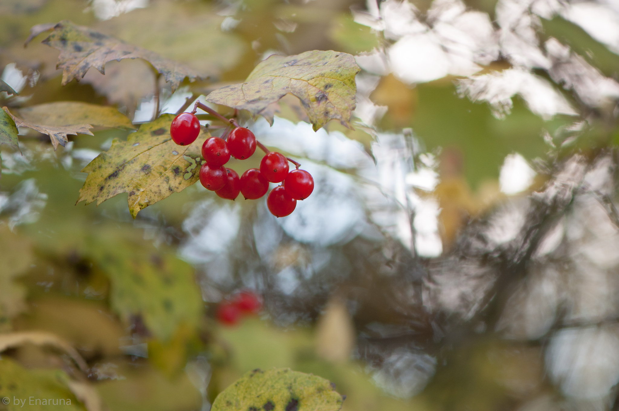 Nikon AF-S Micro-Nikkor 105mm F2.8G IF-ED VR sample photo. Snowball tree berries photography