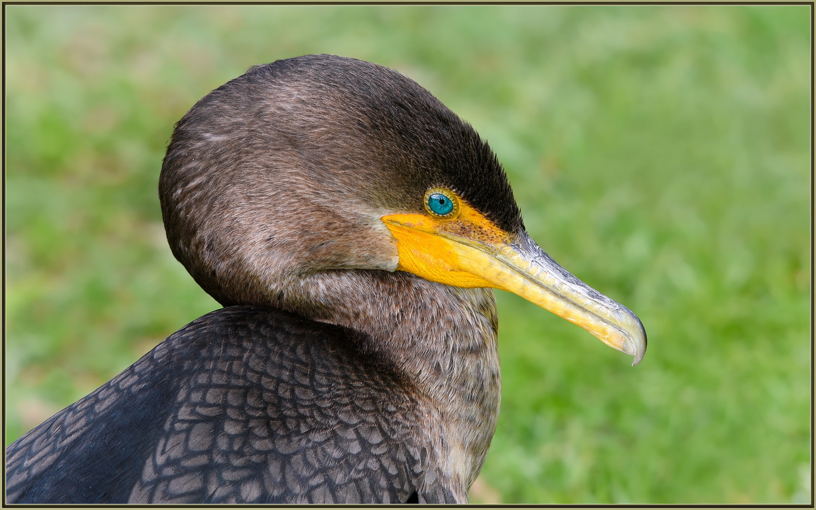 Sigma 120-400mm F4.5-5.6 DG OS HSM sample photo. Cormorant sunning photography
