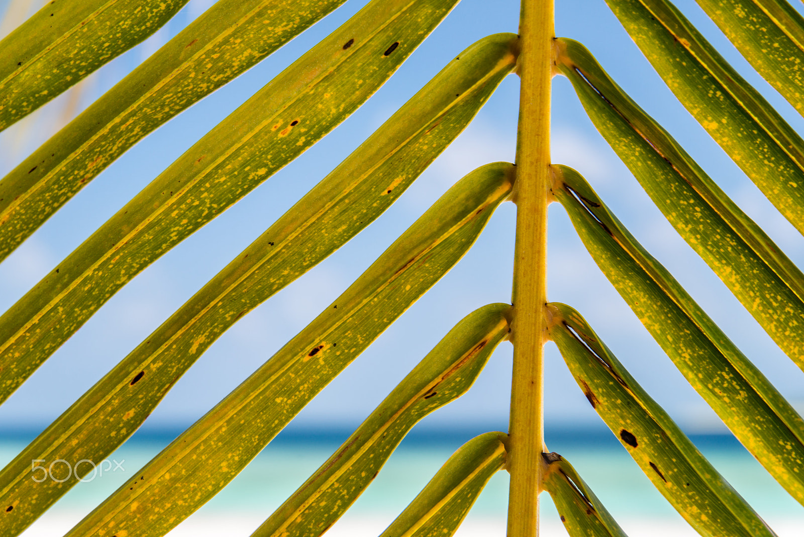 Nikon D800 sample photo. Dhoores palm tree photography